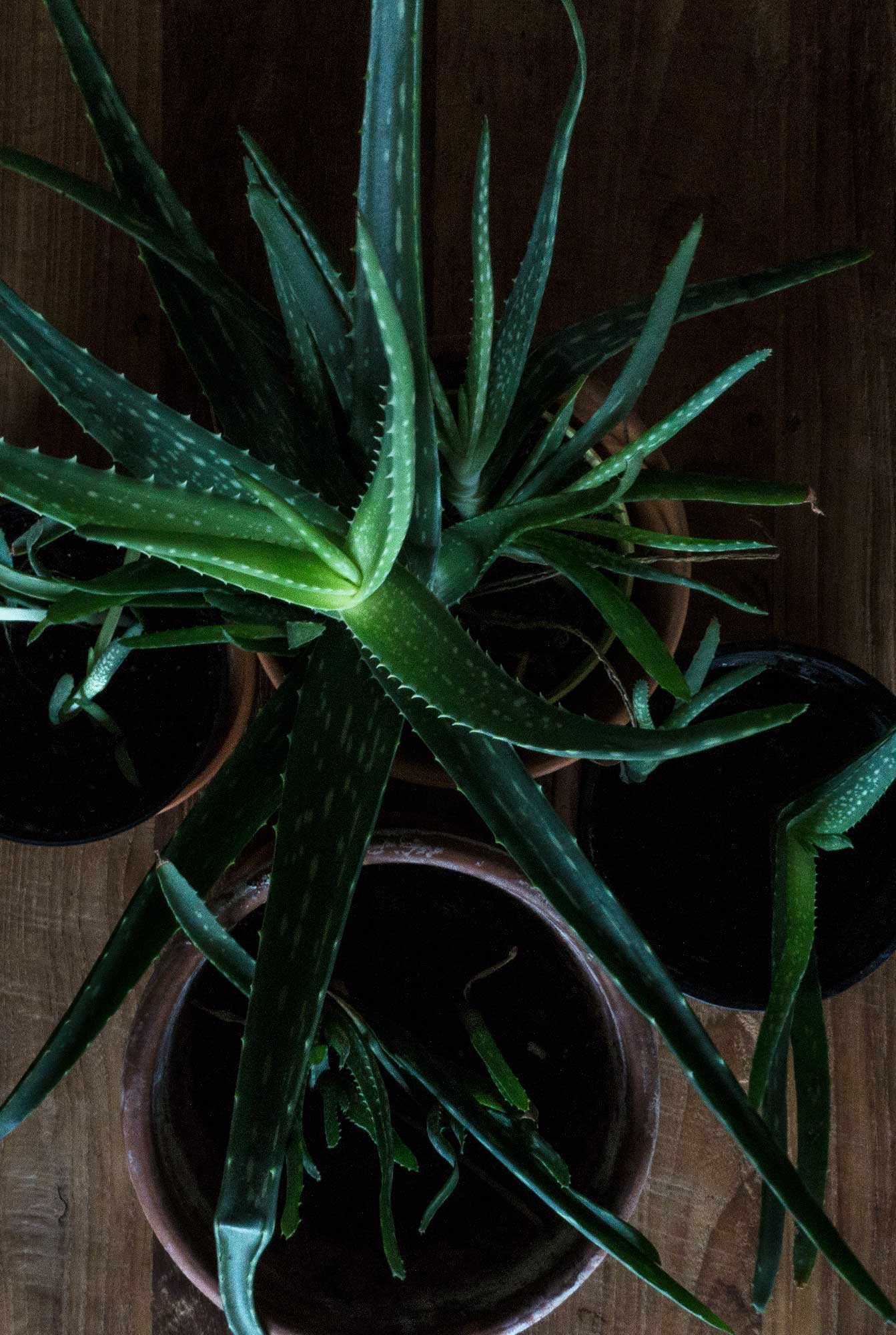 Diy Potting Mix For Aloe Vera What is the best potting