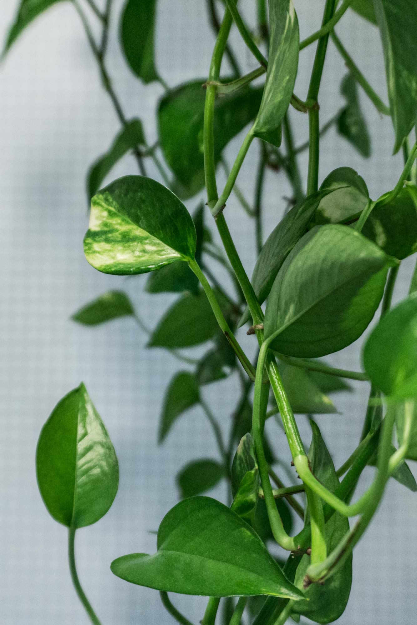 Golden-Pothos