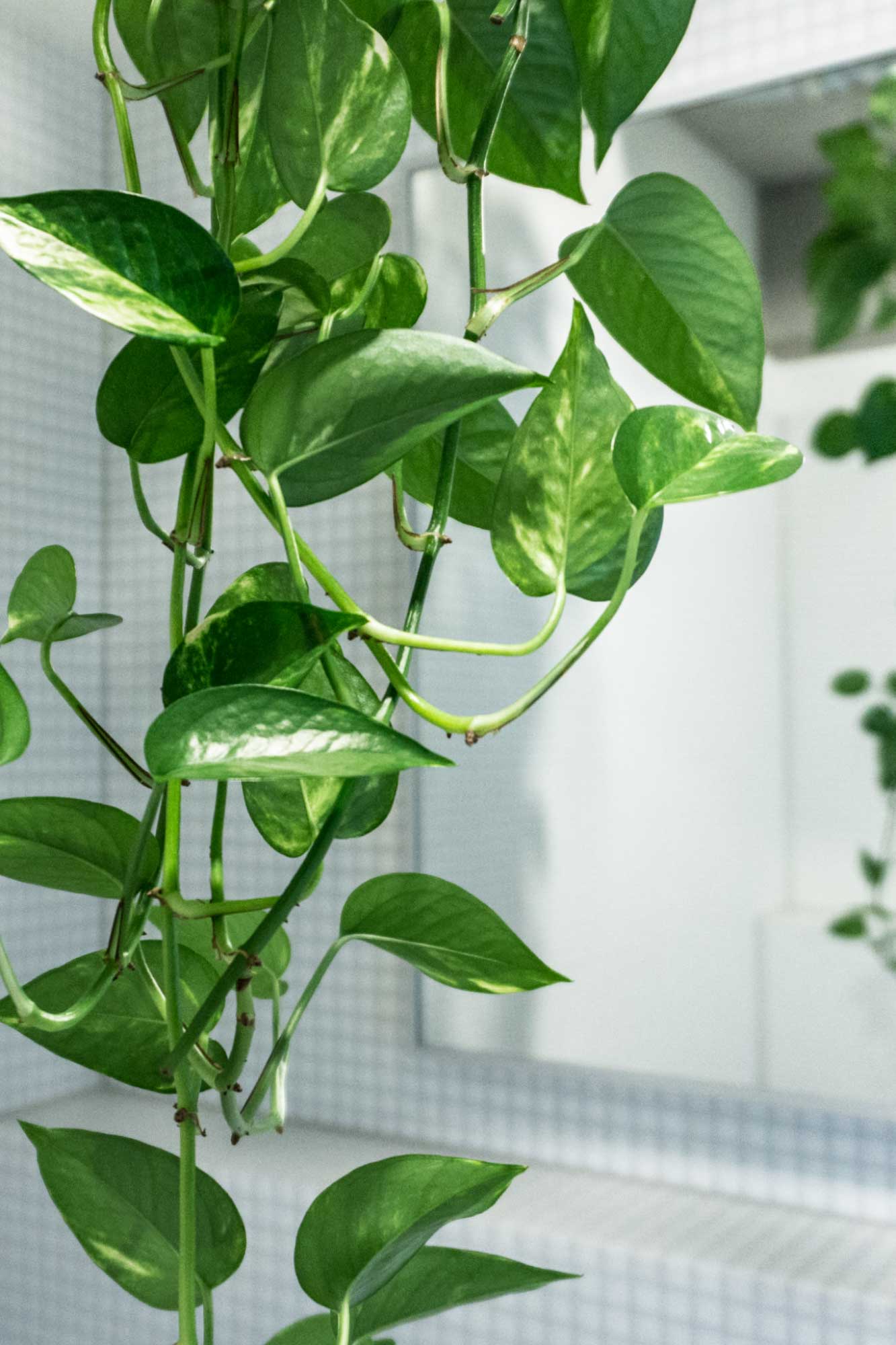 Golden-Pothos