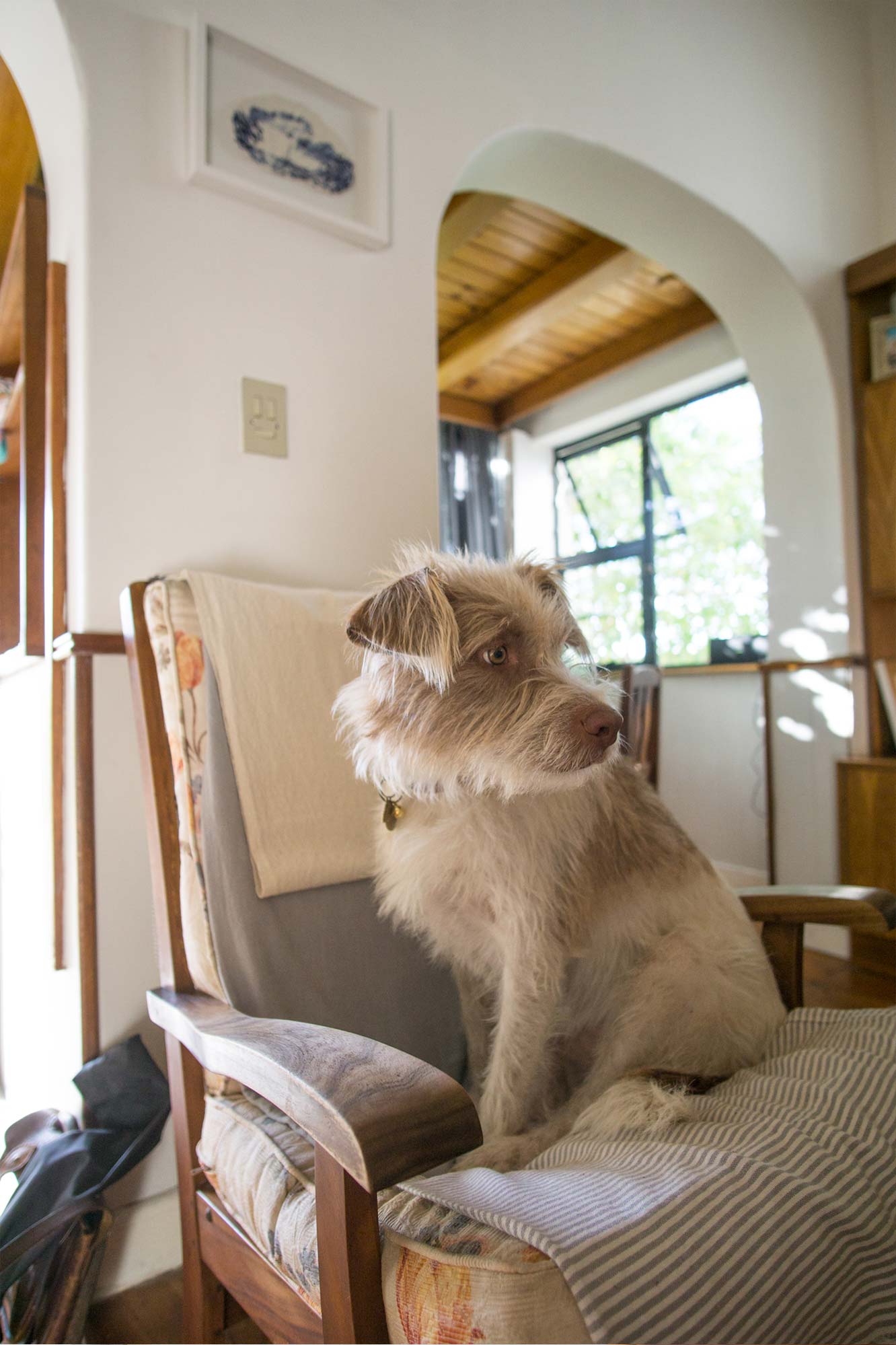 Dog on a couch
