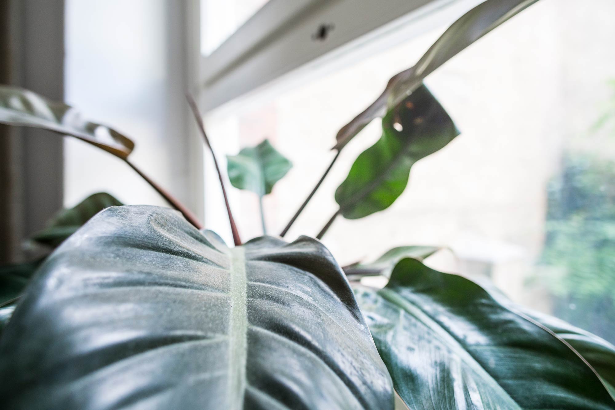 Potted Philodendron Rojo Congo