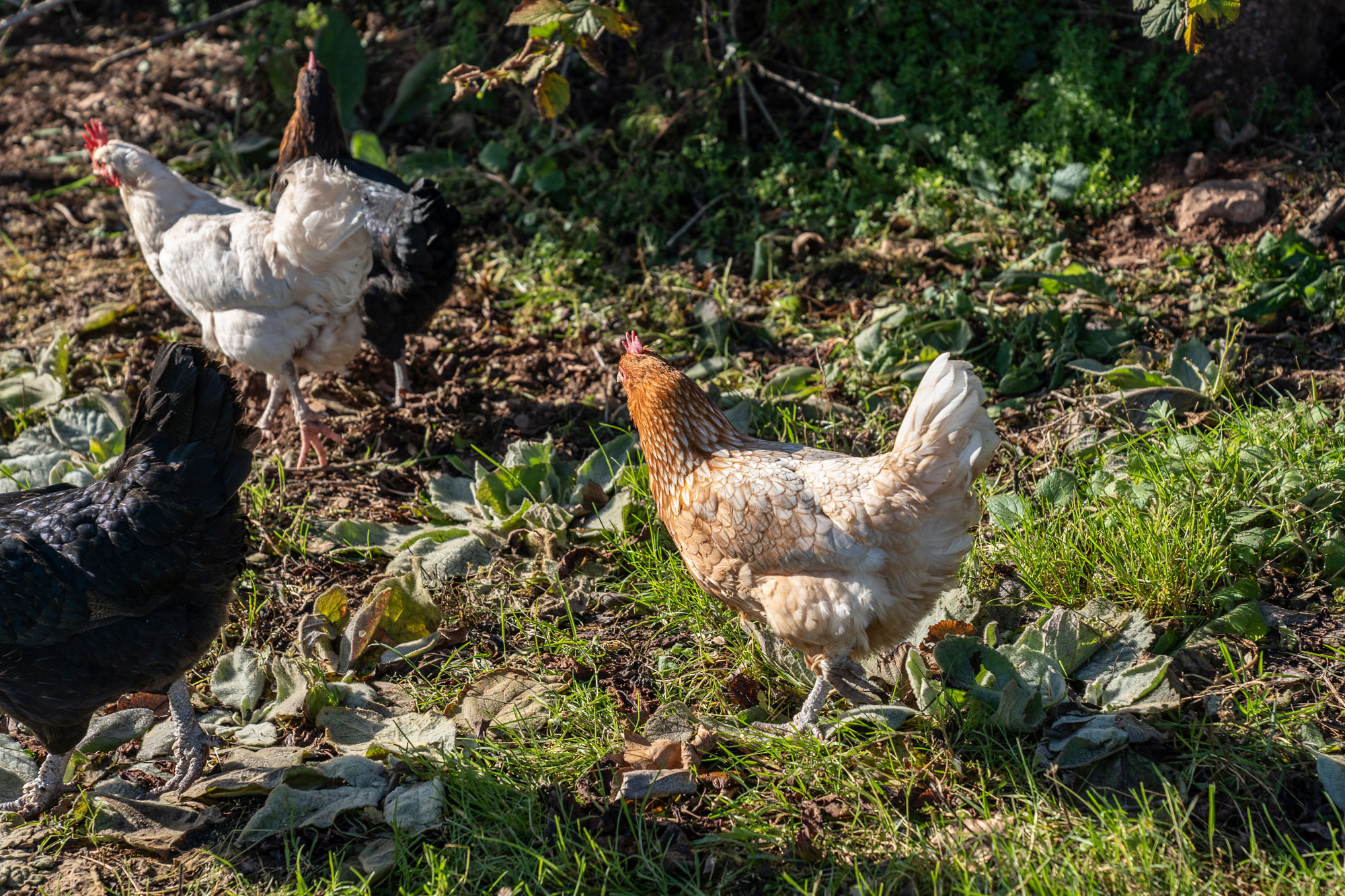 Middlestone Farm – Glamping in the English countryside by Soonafternoon