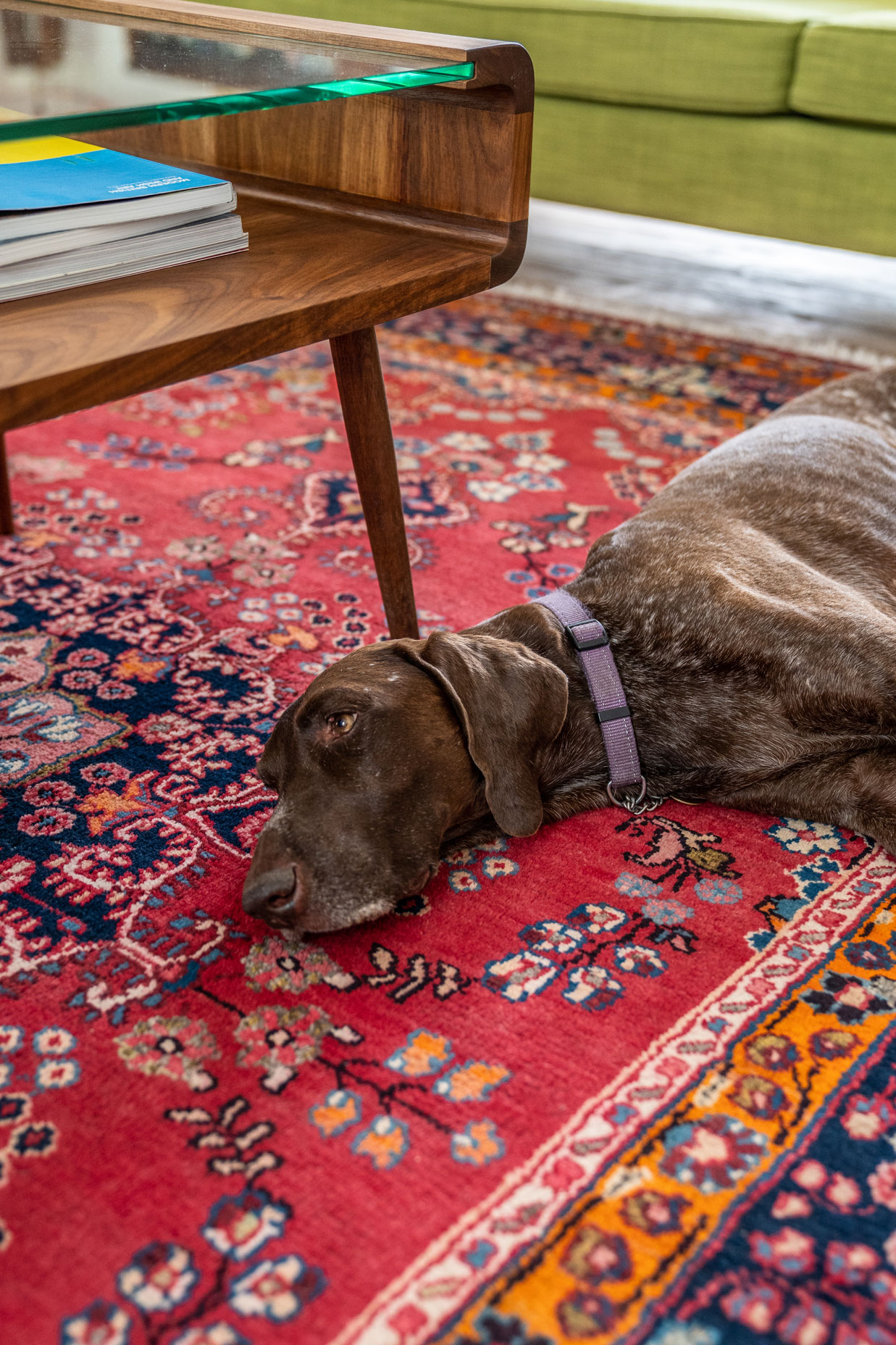 A brown dog on a red oriental carpet