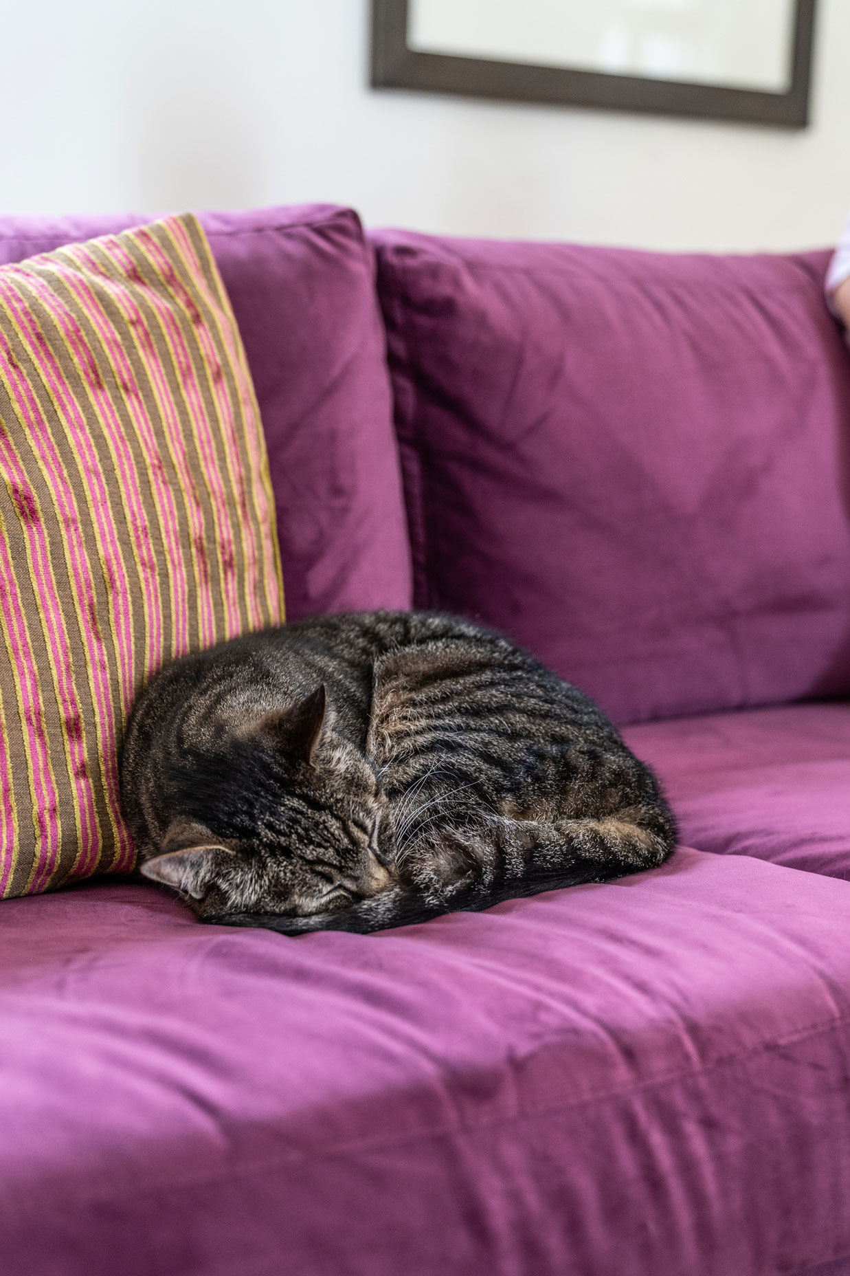 Cat on a purple sofa