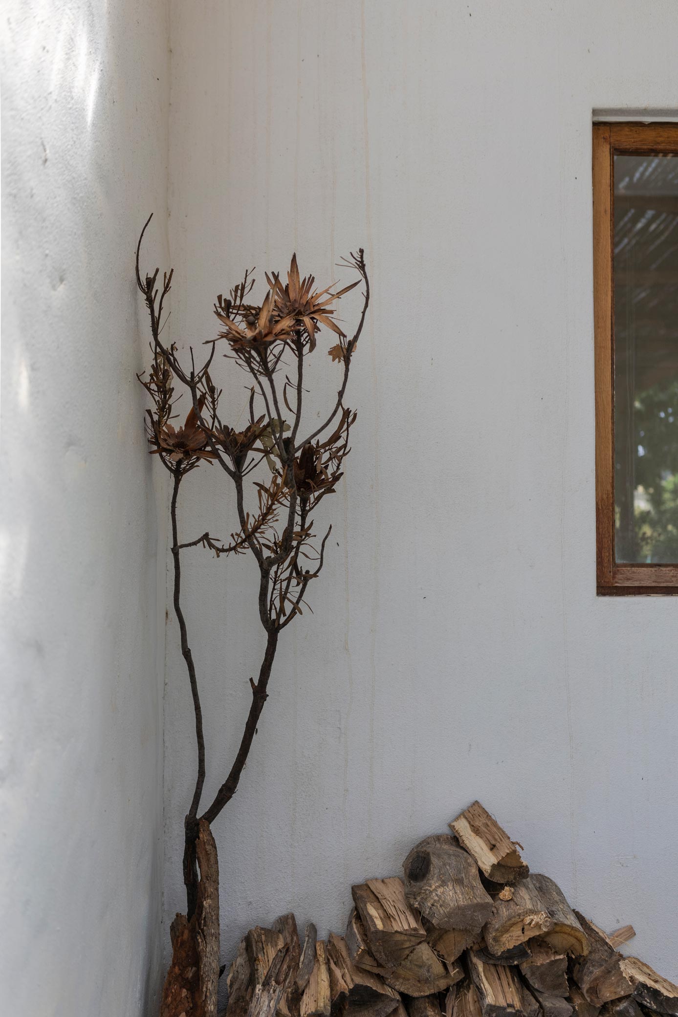 Dried fynbos and dried wood