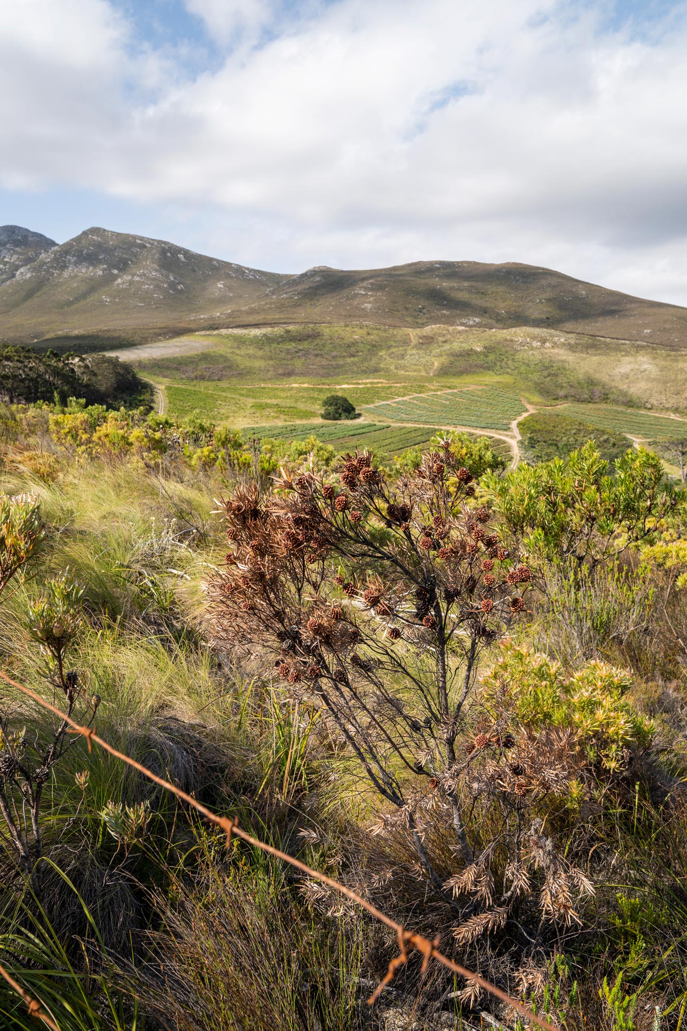 Western Cape Organic fynbos farm