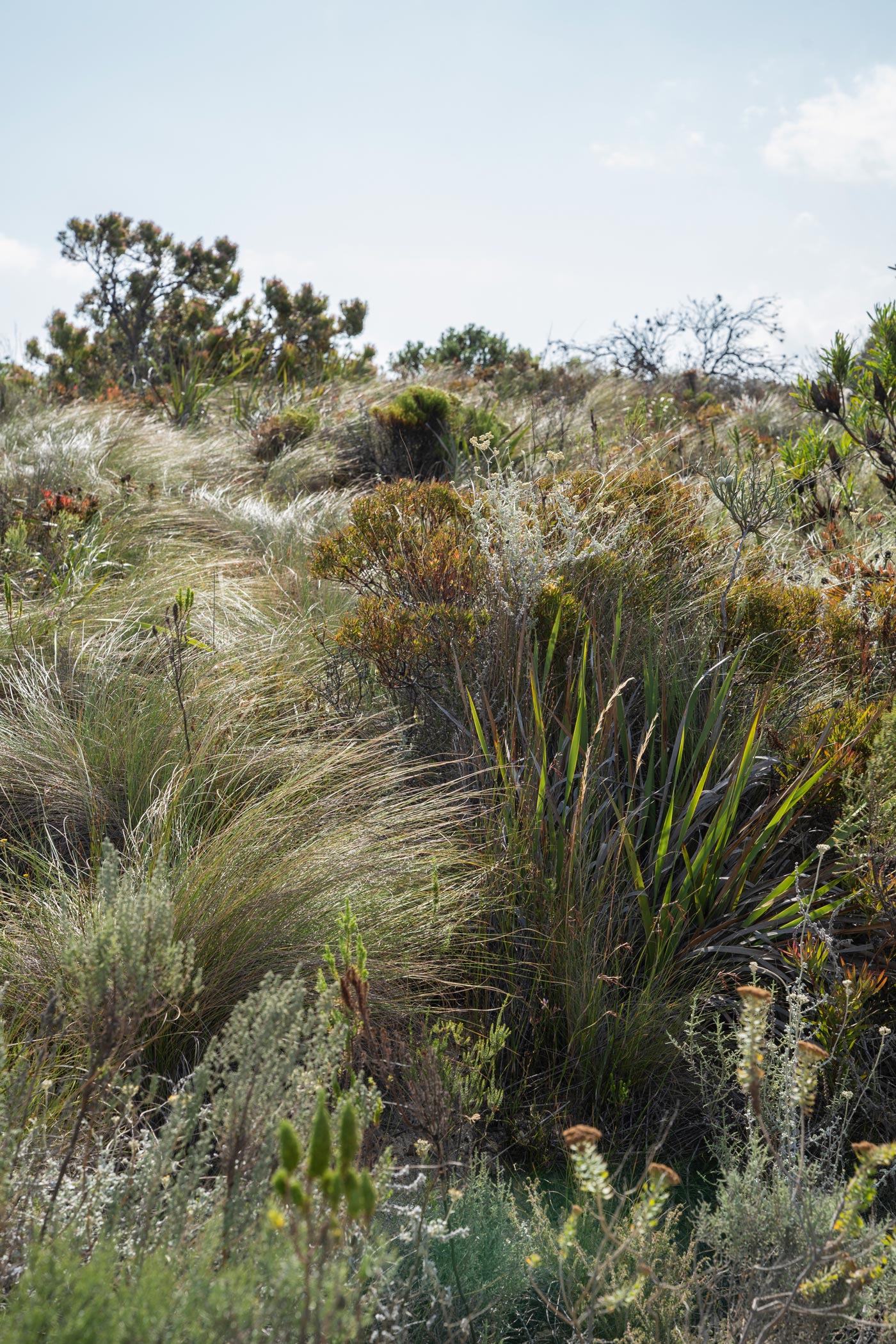 Organic fynbos farm