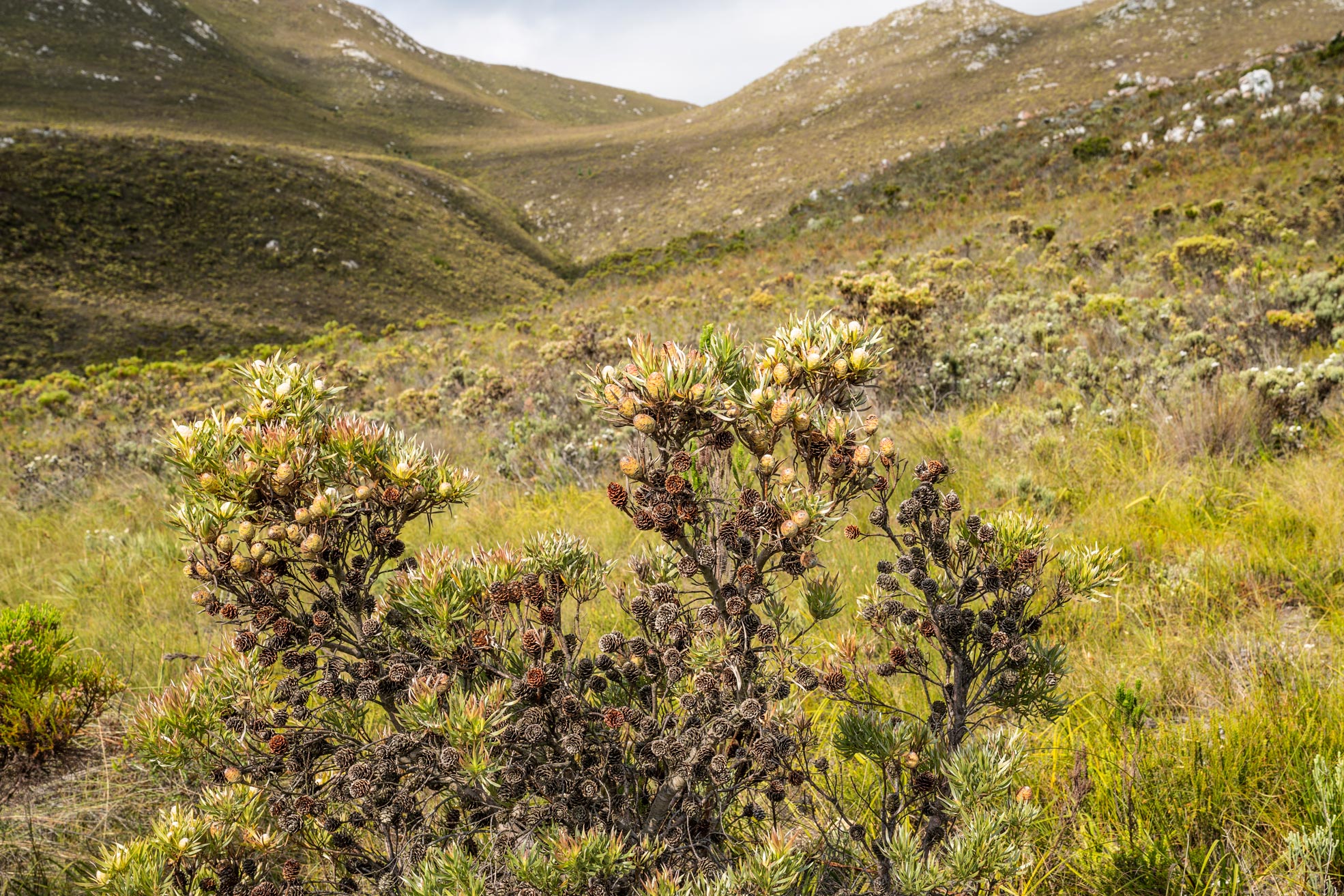 Organic fynbos farm