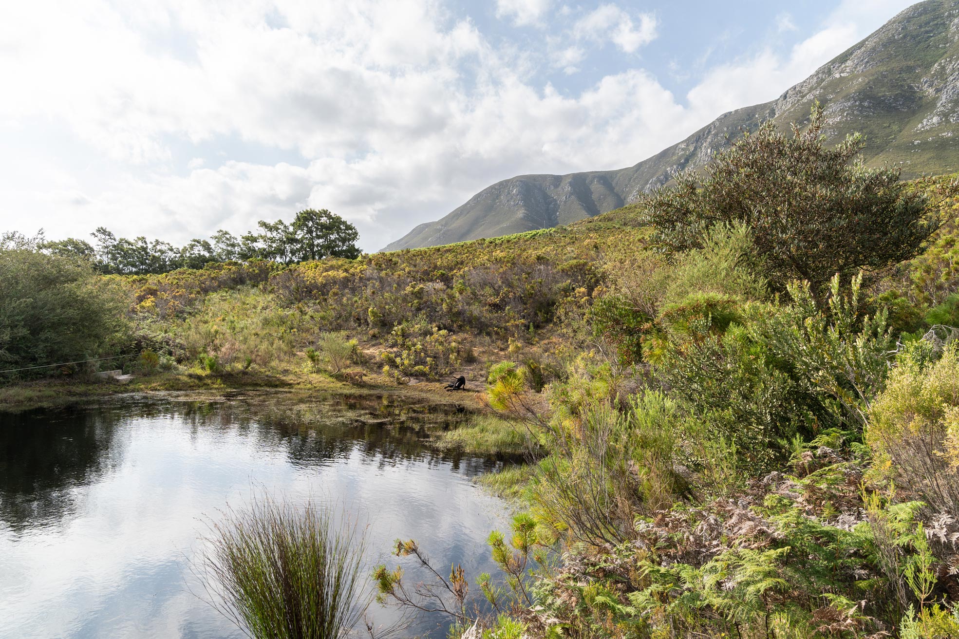 Dam on organic fynbos farm