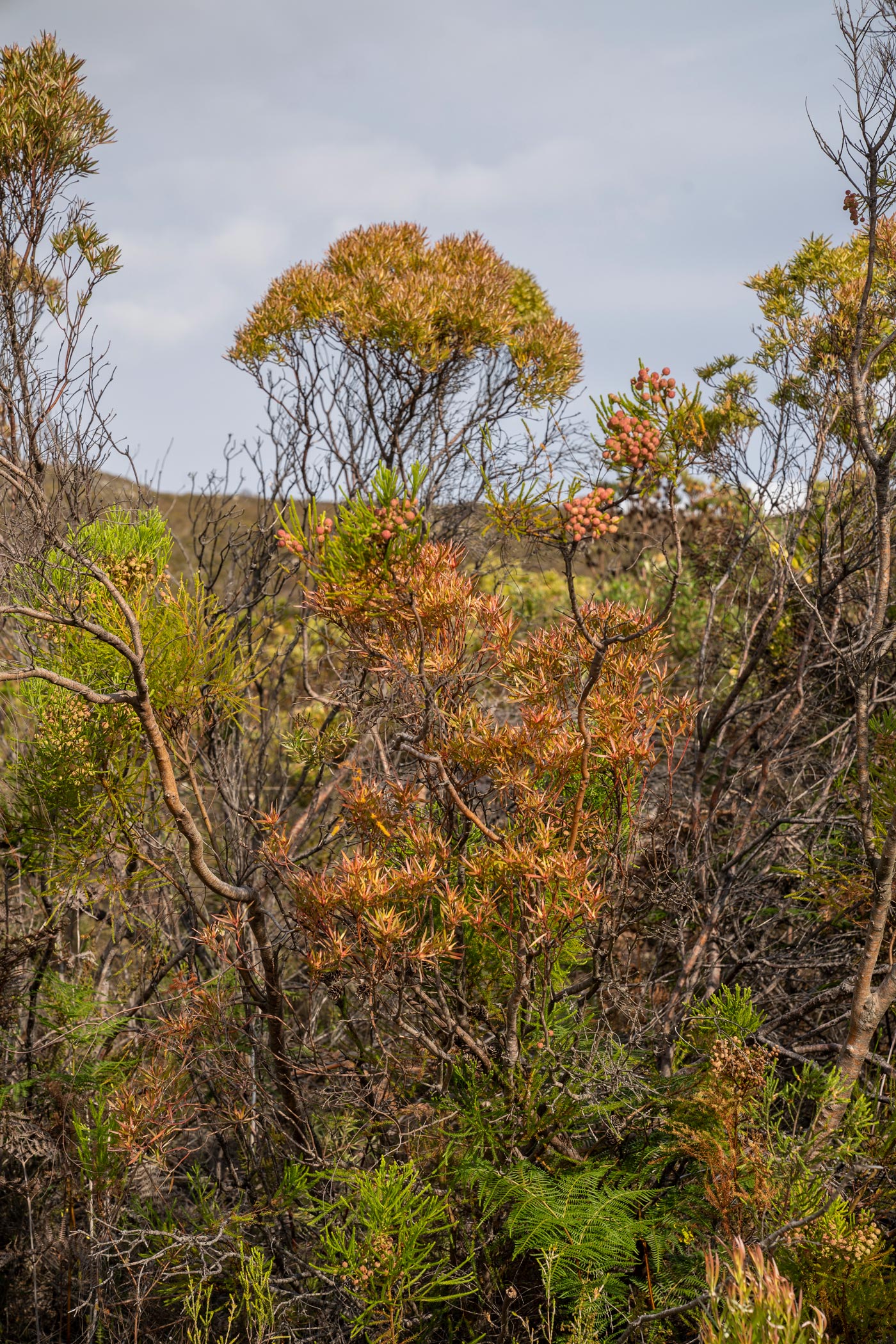 Western Cape Organic fynbos farm