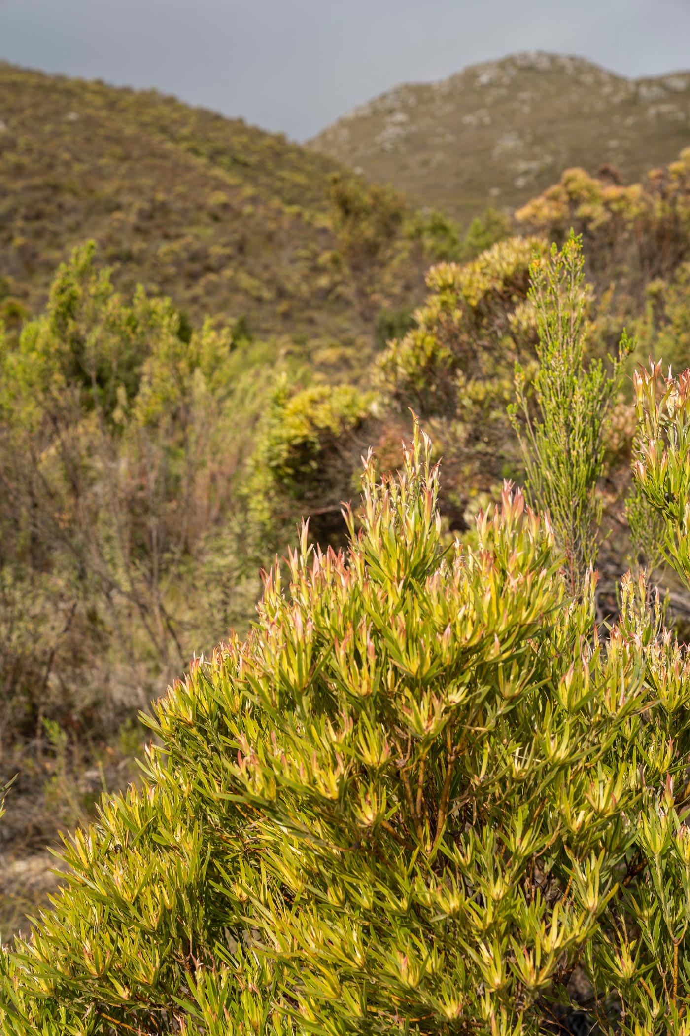 Fynbos farm in Western Cape