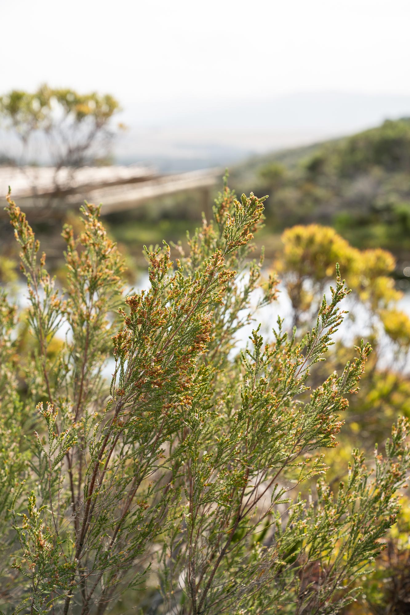 Organic fynbos farm