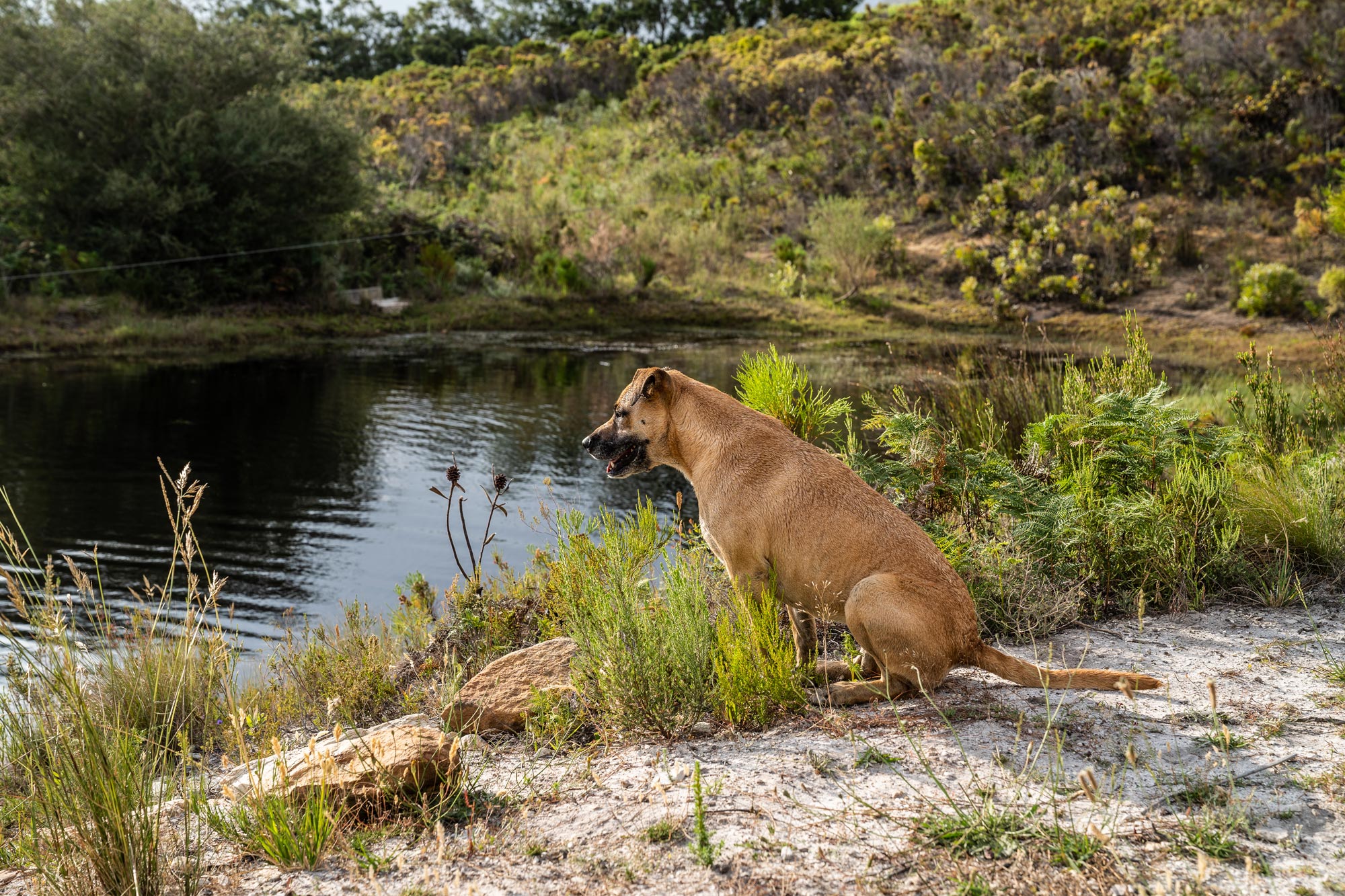 Dog sitting next to a farm dam