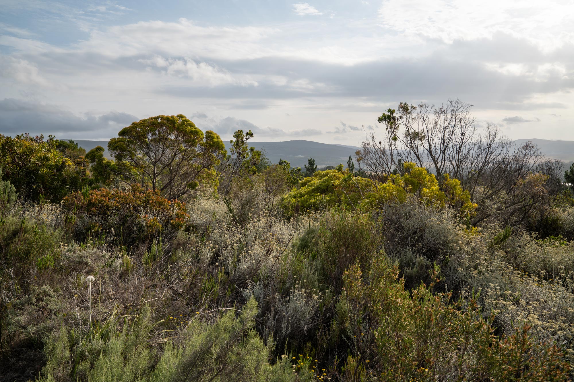 Organic fynbos farm