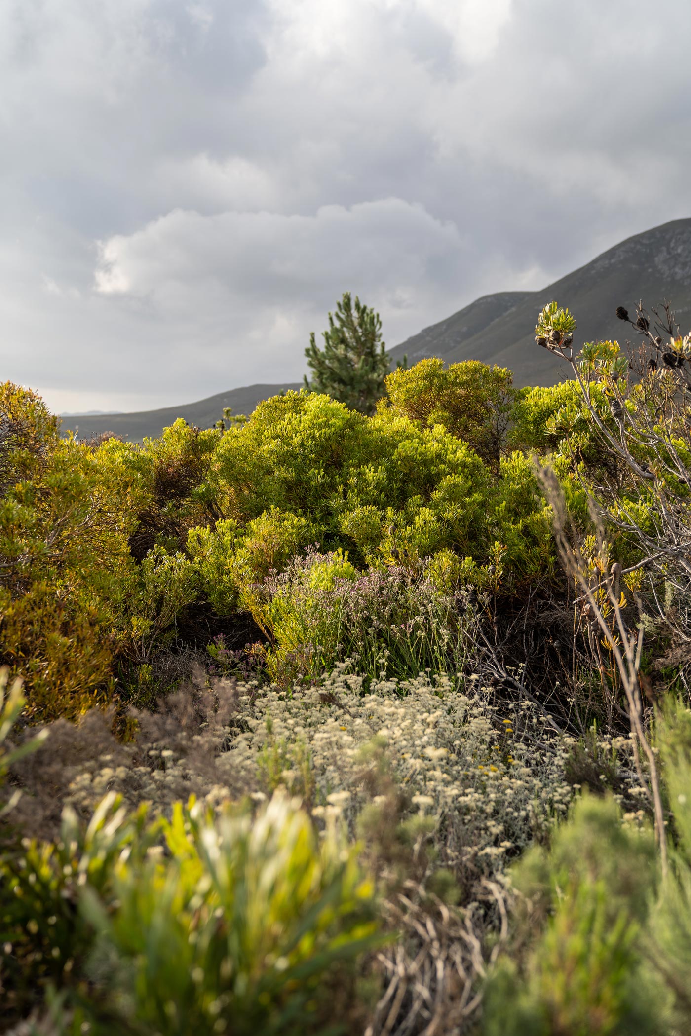 Western Cape Organic fynbos farm