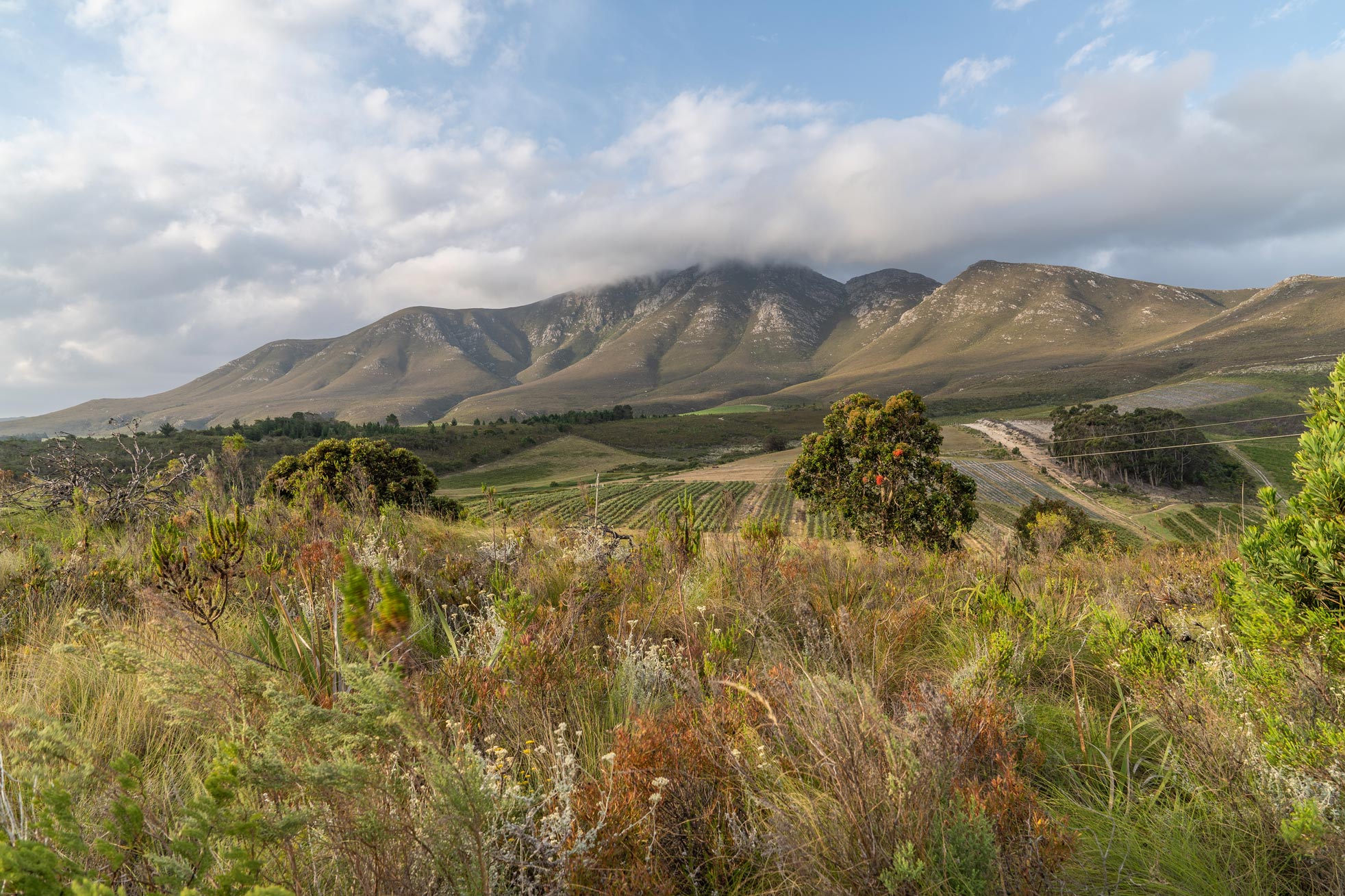 Western Cape Organic fynbos farm