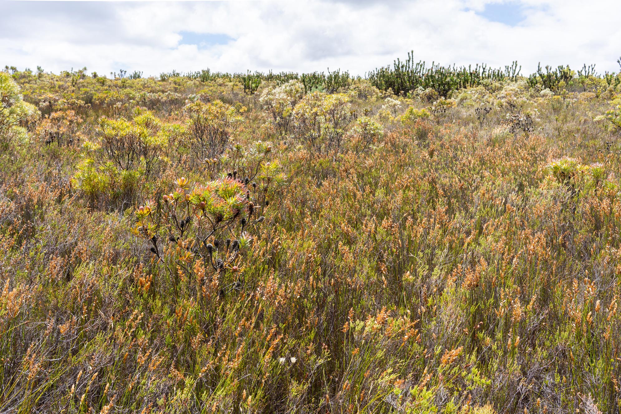 Organic fynbos farm in Western Cape