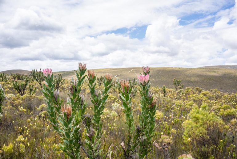 Fynbos Proteas