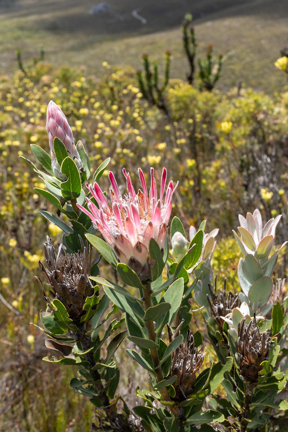 Fynbos Protea