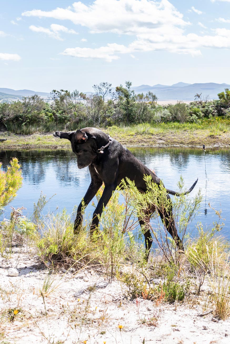 Dog playing at the farm dam