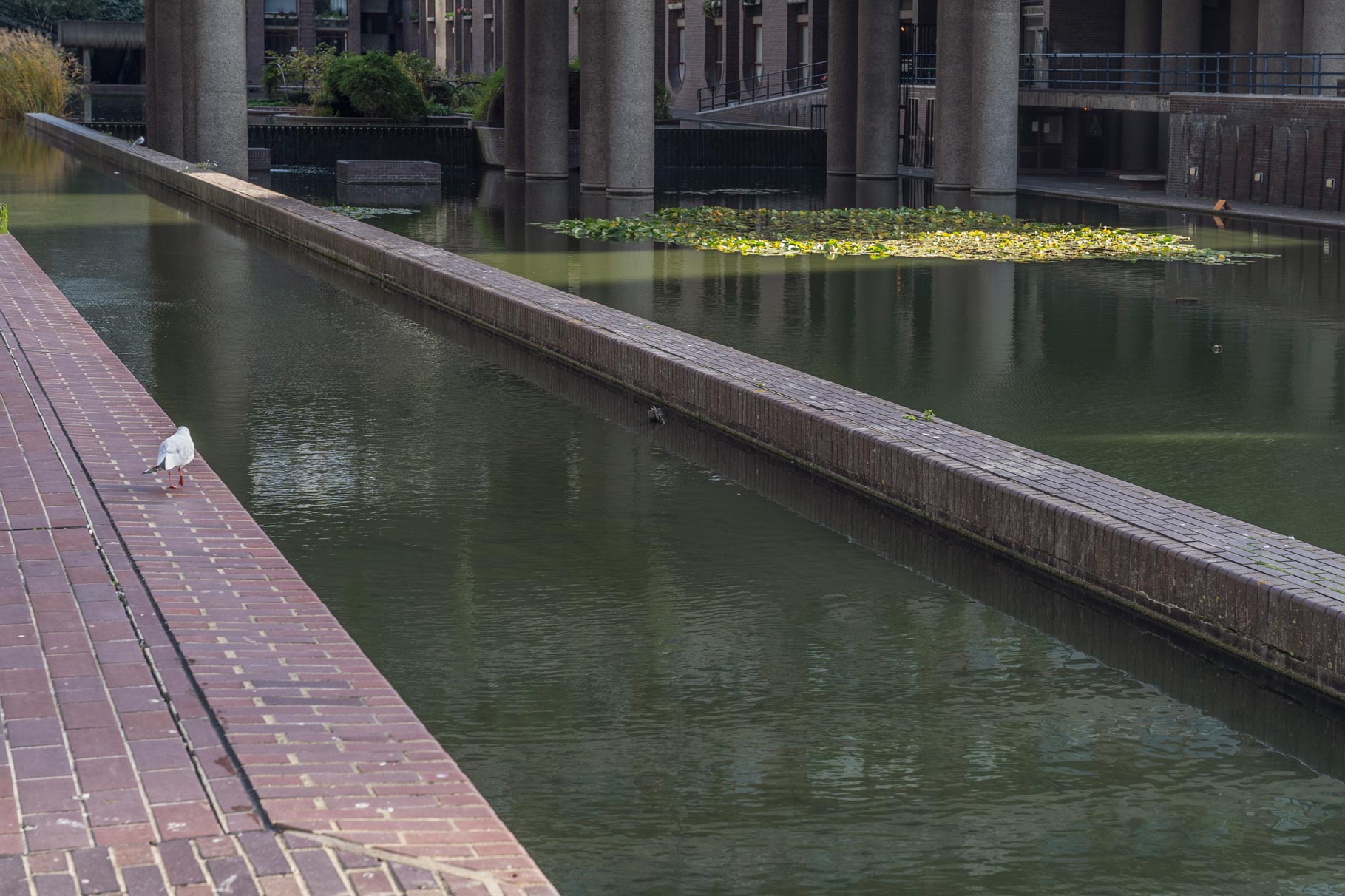 A bird walking next to the water at the Barbican Center in London