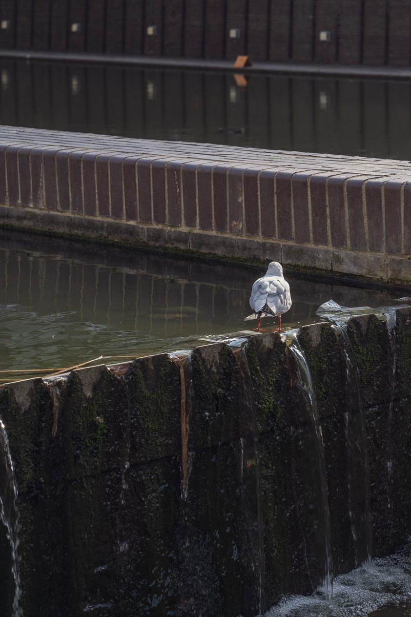 Bird on the water