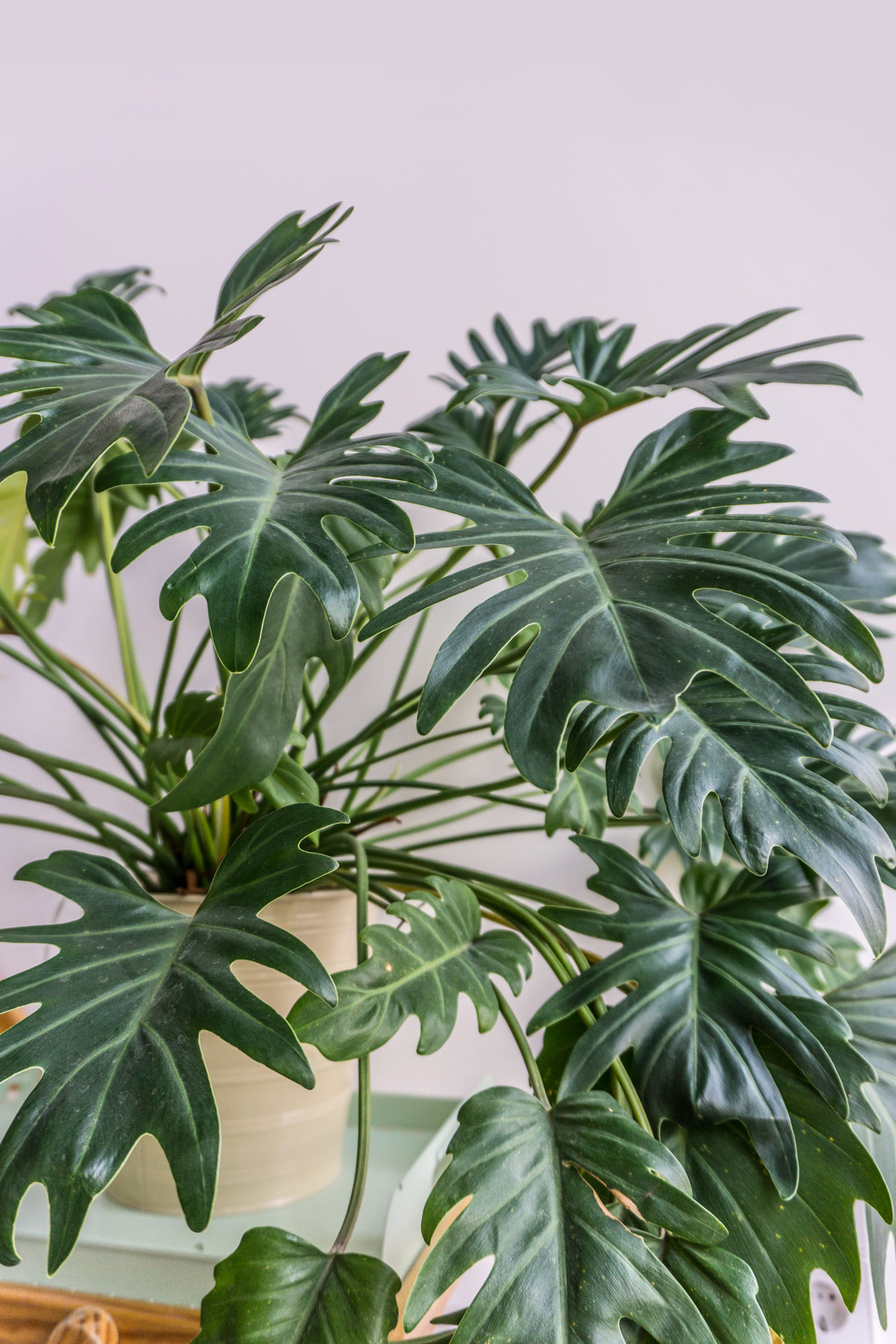 caring for your philodendron xanadu on soonafternoon