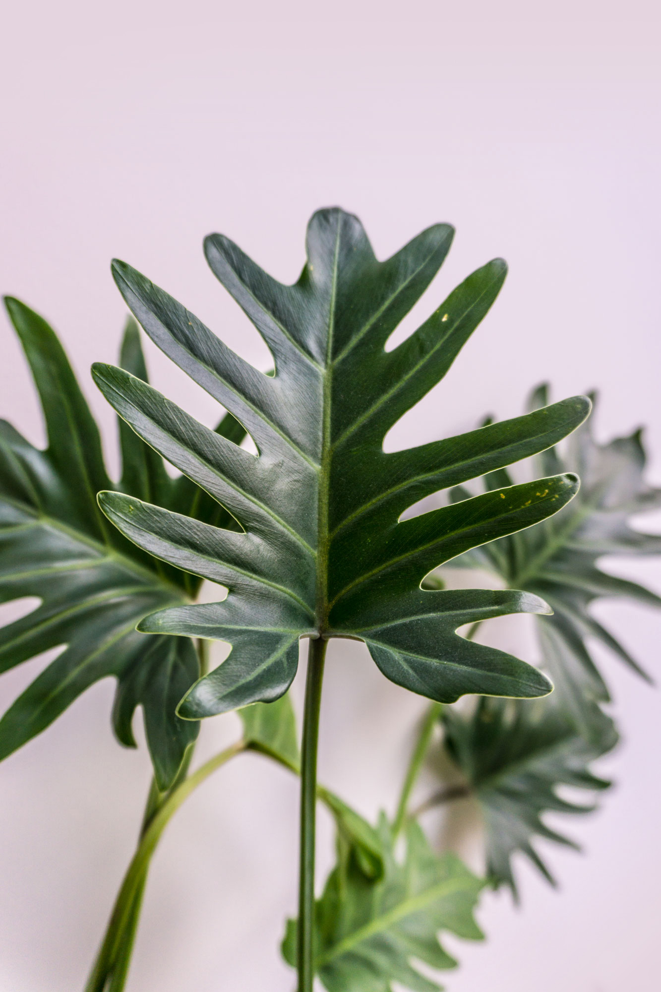 Philodendron xanadu