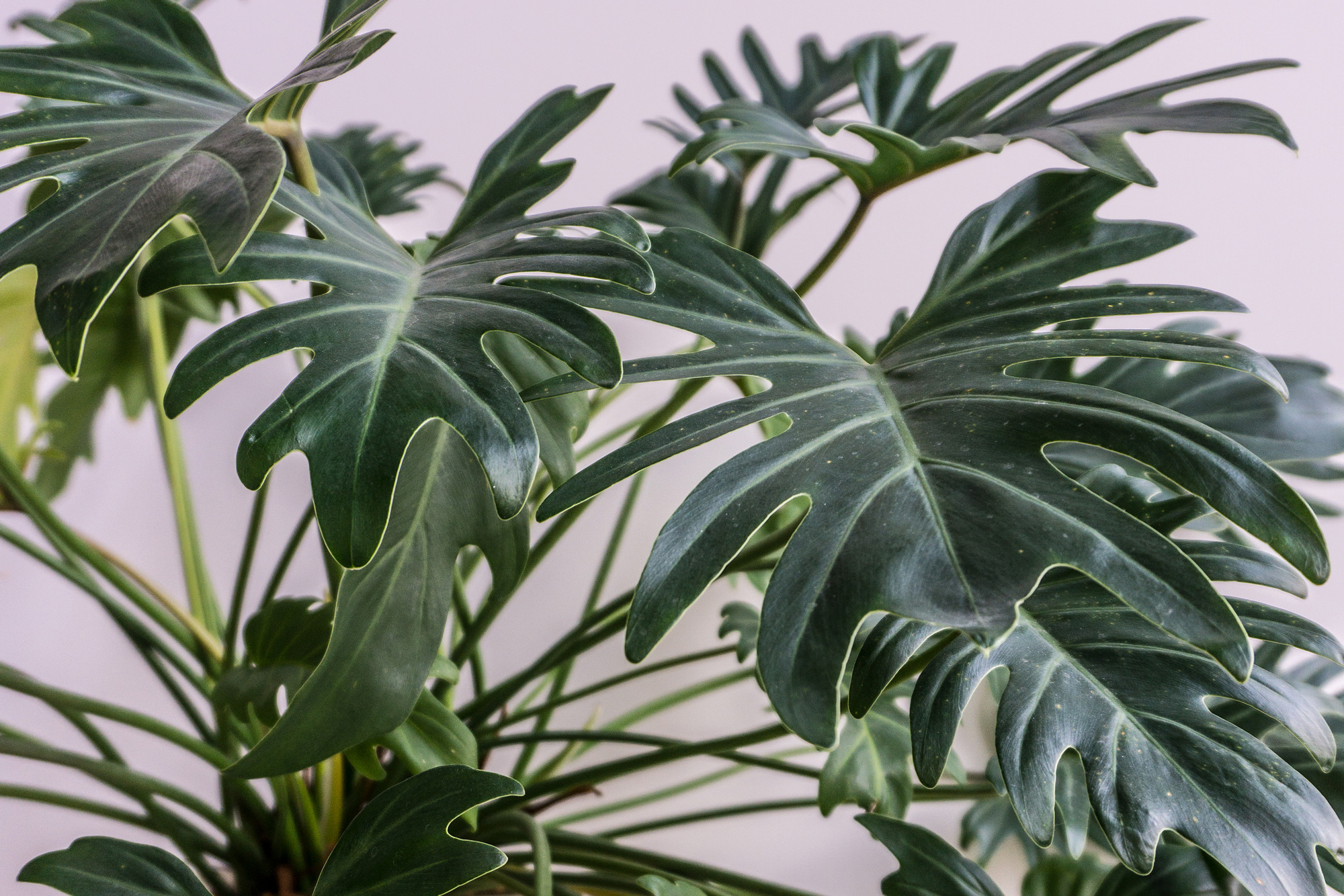 caring for your philodendron xanadu on soonafternoon
