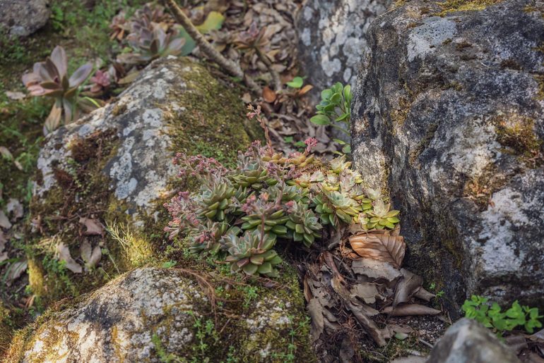 01 Echeveria succulent_Plant Photography by Soonafternoon Copyright