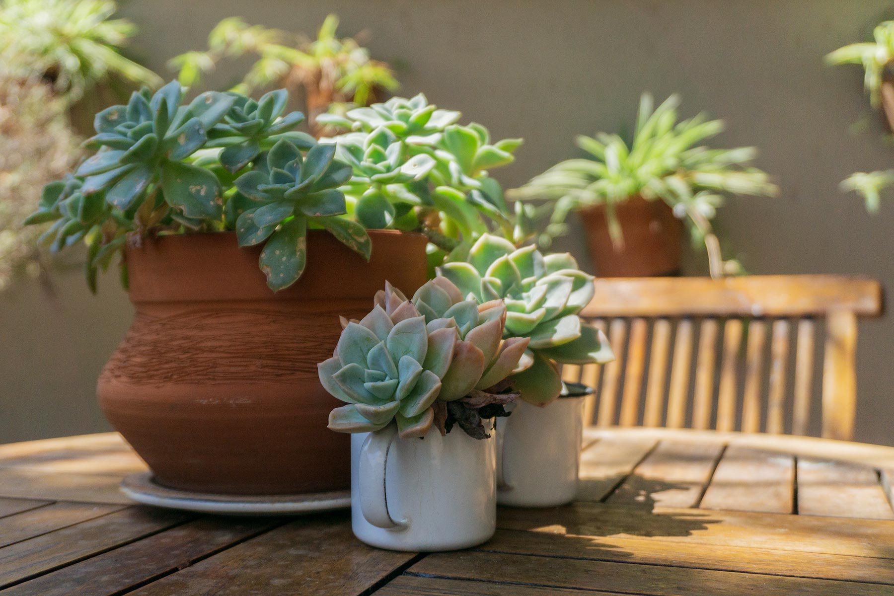 Echeveria succulent. Plant Photography by Soonafternoon Copyright