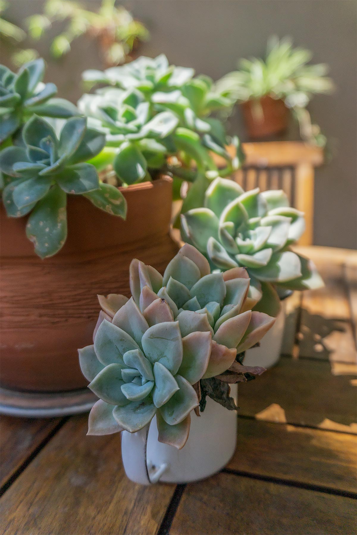 Echeveria succulent_Plant Photography by Soonafternoon Copyright