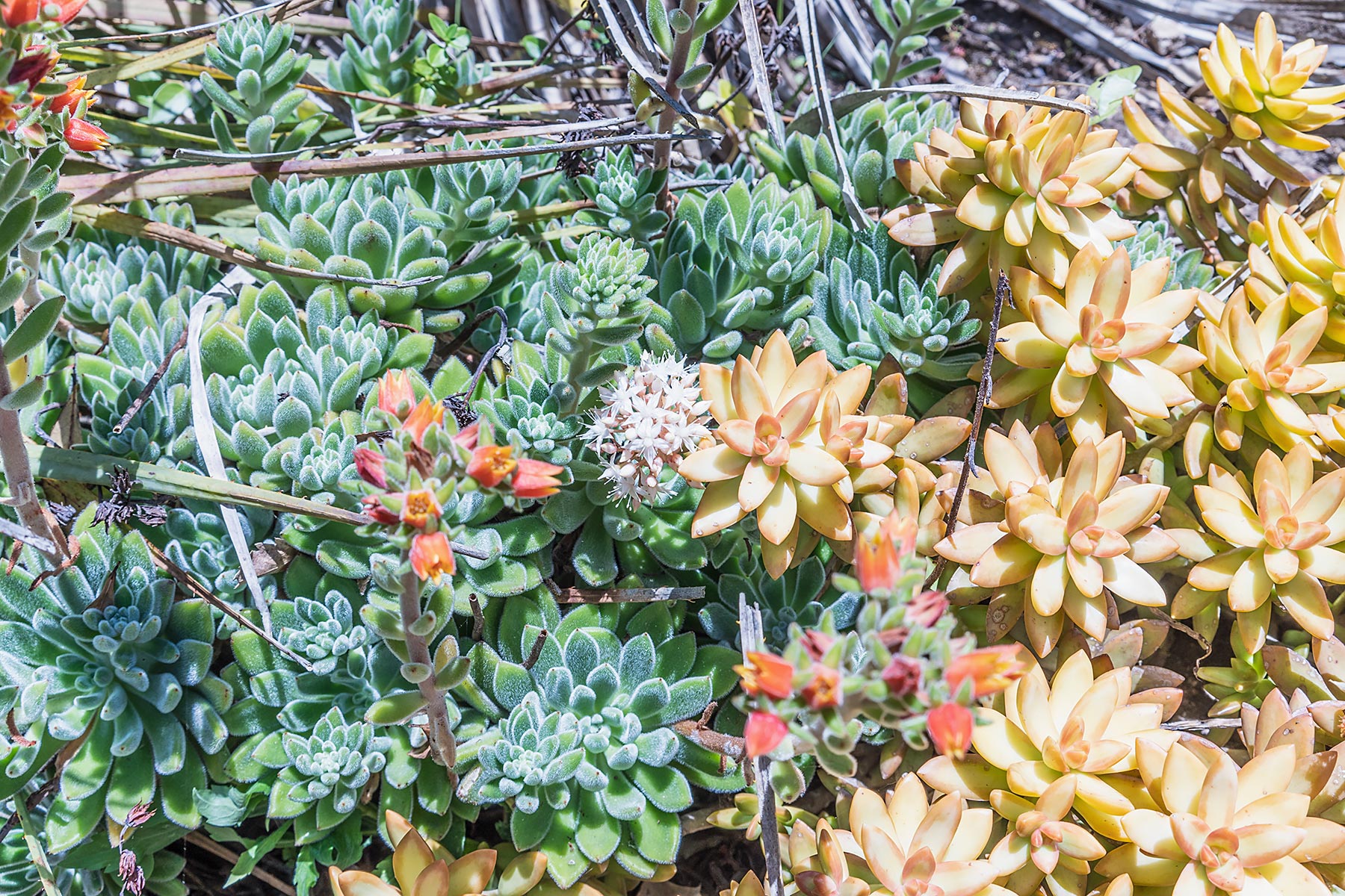 05-Echeveria-succulent_Plant-Photography-by-Soonafternoon-Copyright