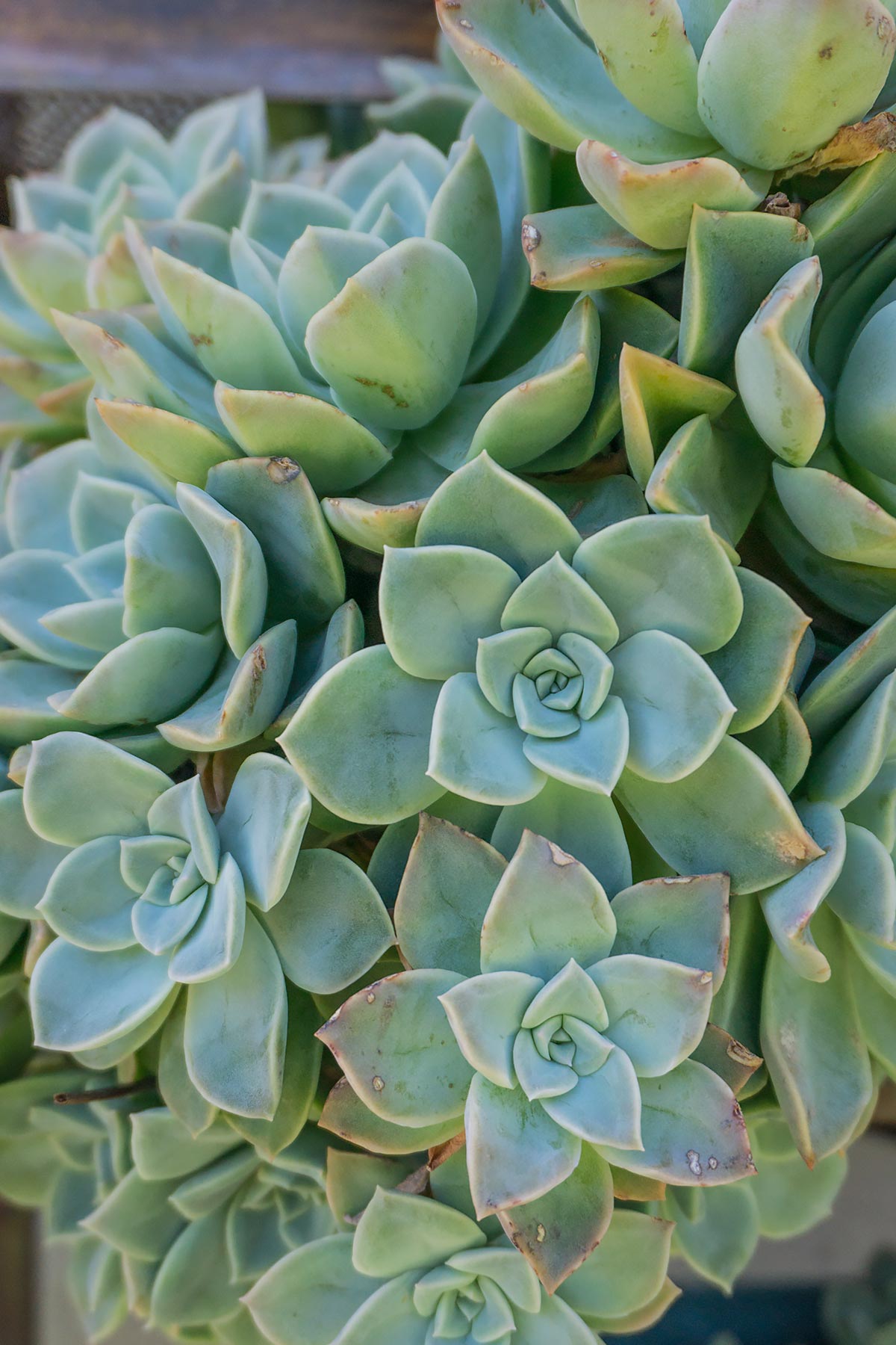 Echeveria succulent_Plant Photography by Soonafternoon Copyright