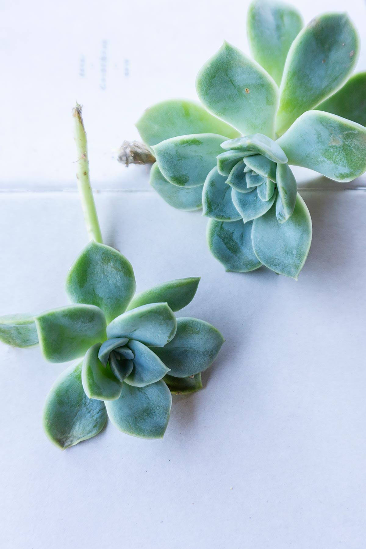 Echeveria succulent_Plant Photography by Soonafternoon Copyright