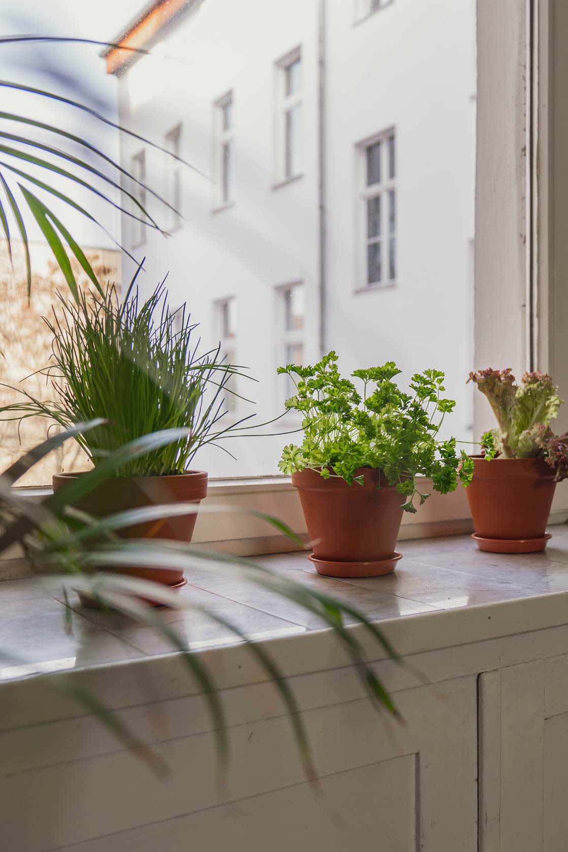 Herbs in the window sill