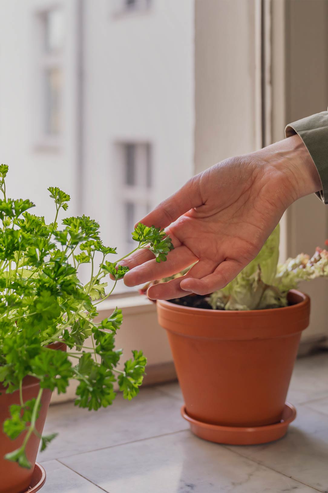 Growing food at home with Grüneo