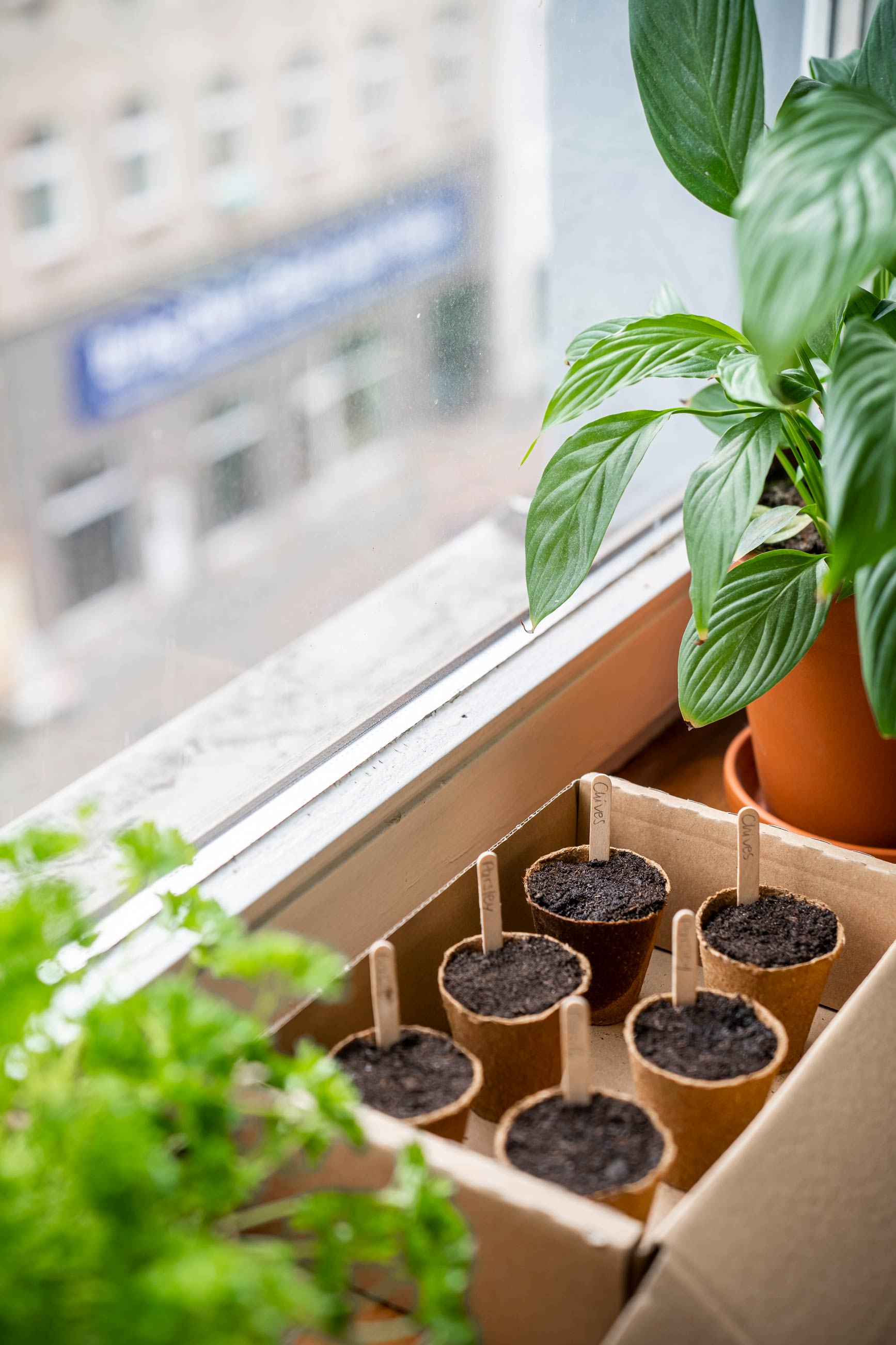 Herbs in the windowsill