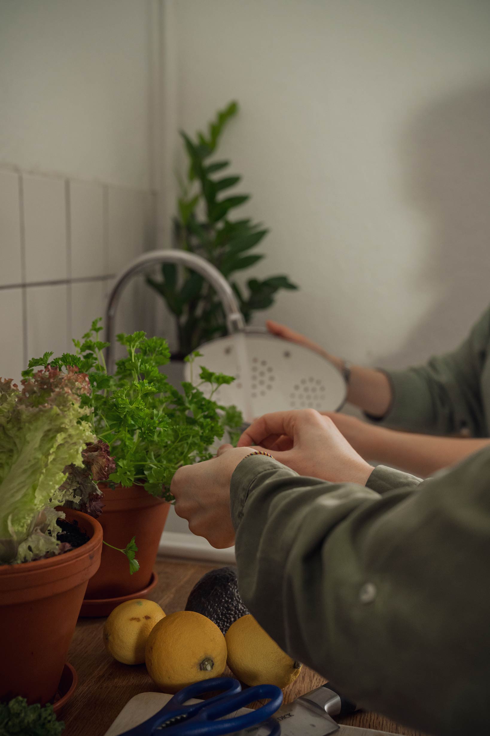 Harvesting Herbs