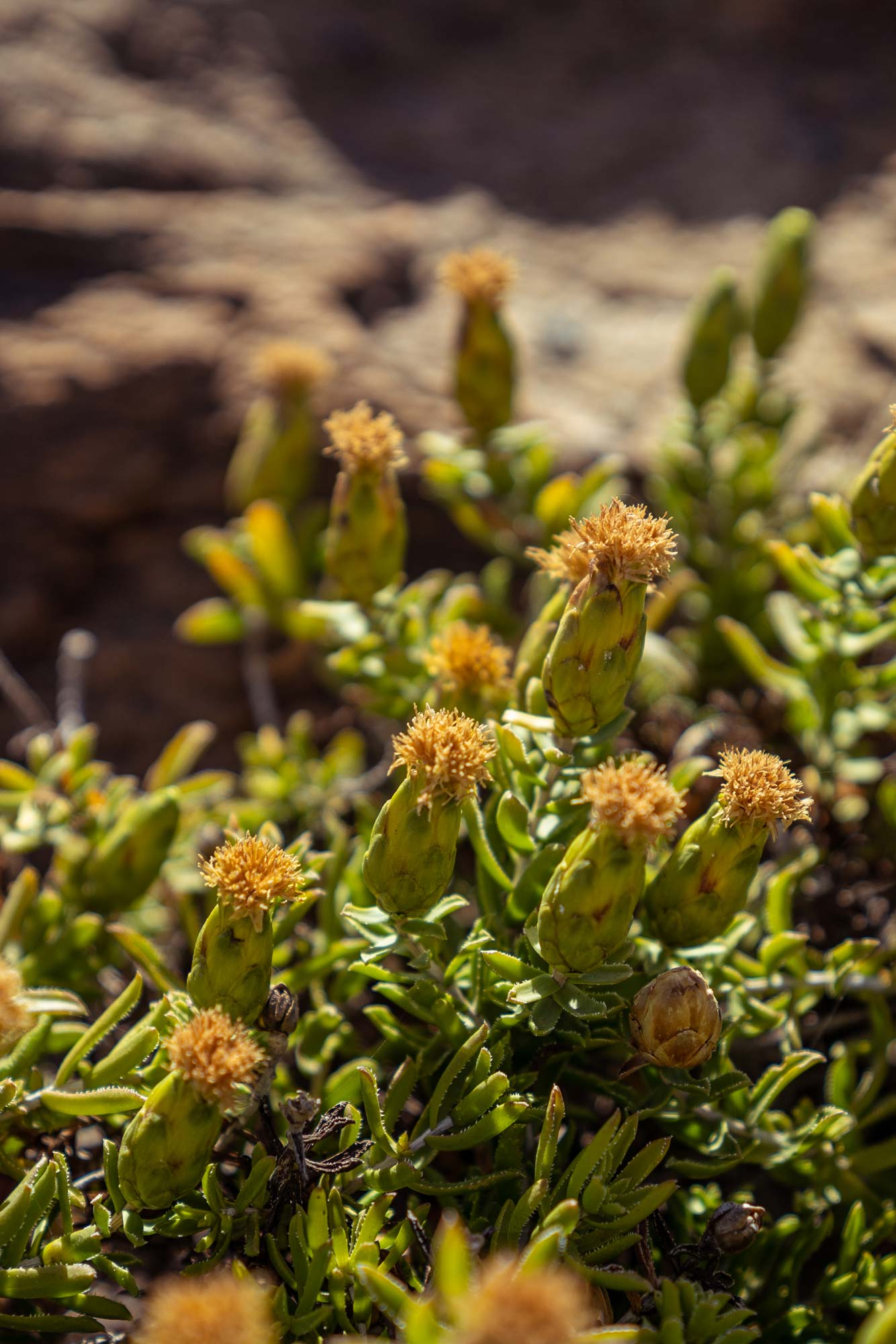 Funny plants of the semidesert ecoregion of the Namaqua National Park Image Copyright Soonafternoon