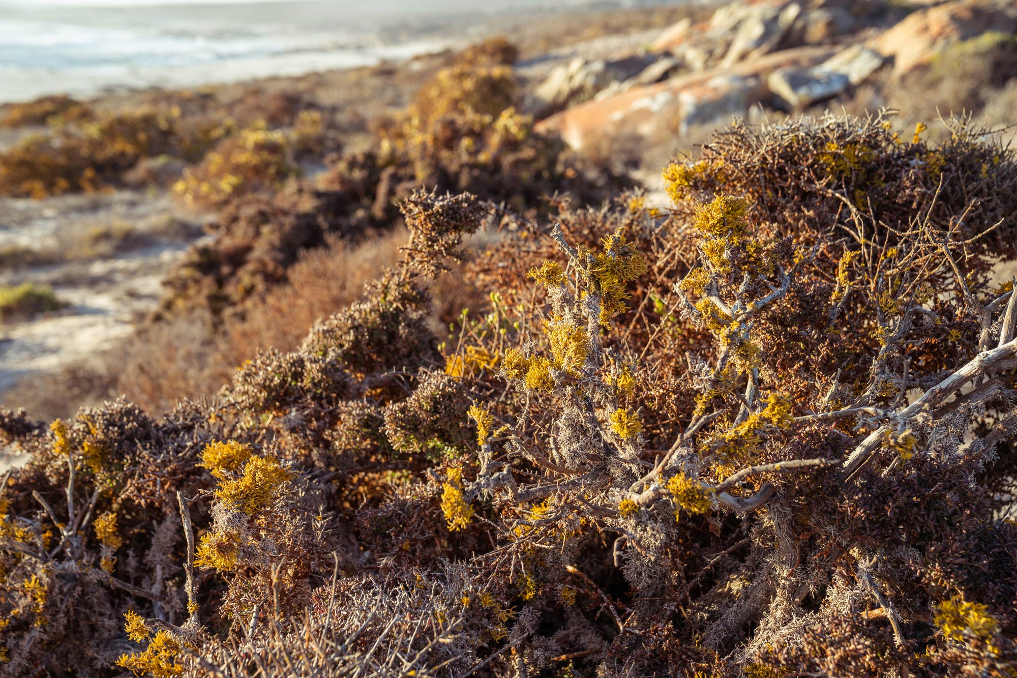 Strange flora of the the Namaqua National Park Image Copyright Soonafternoon