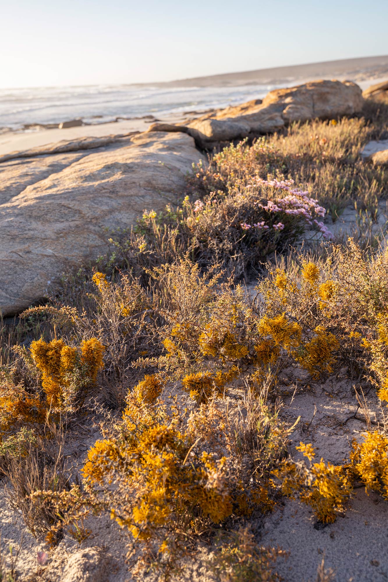 The beautiful Namaqua National Park Image Copyright Soonafternoon