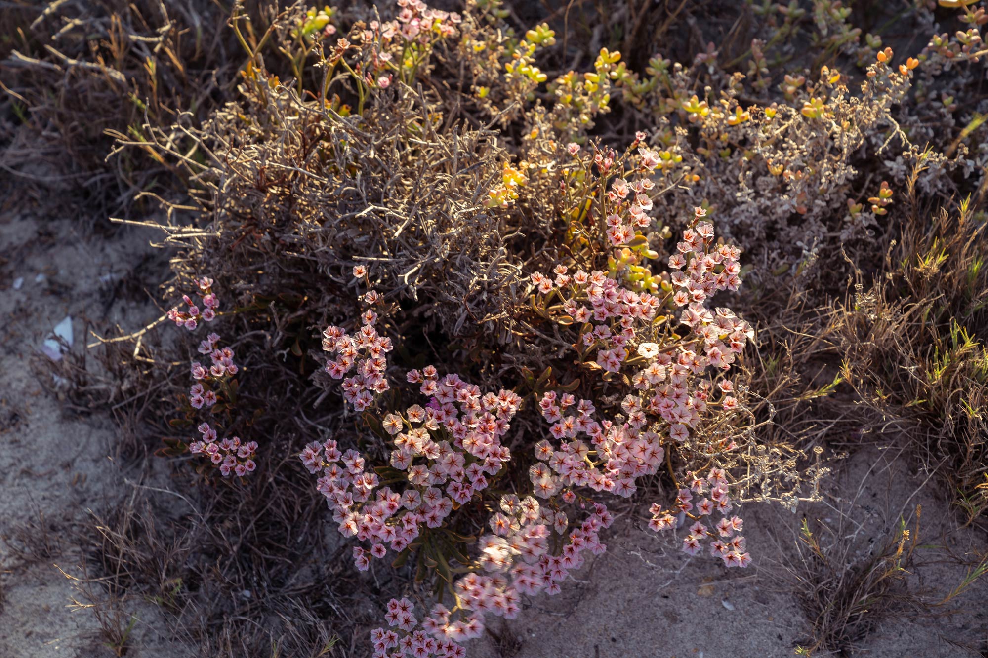 Succulent Karoo Image Copyright Soonafternoon