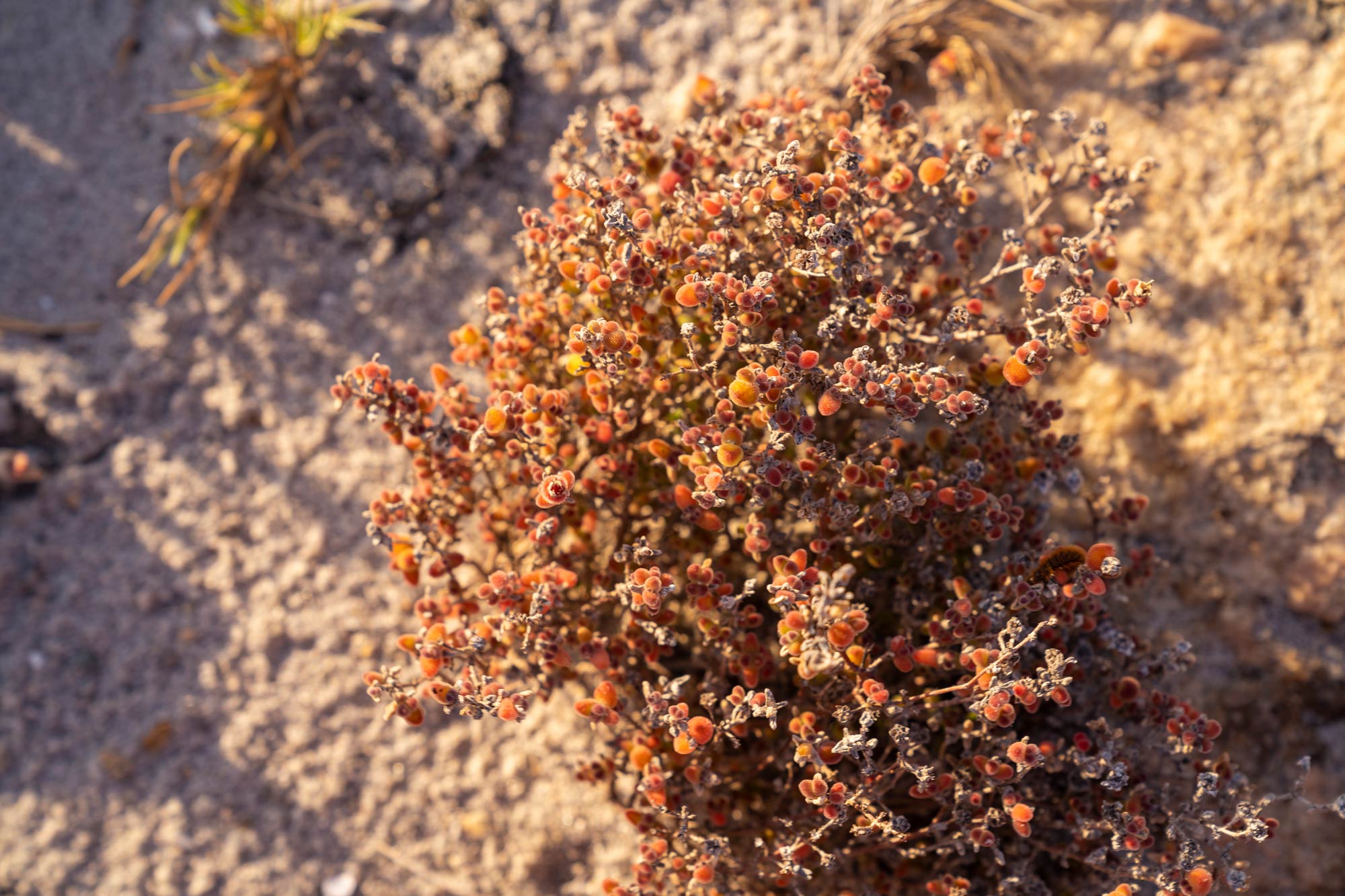 Weird and wonderful plants of the Namaqua National Park Image Copyright Soonafternoon