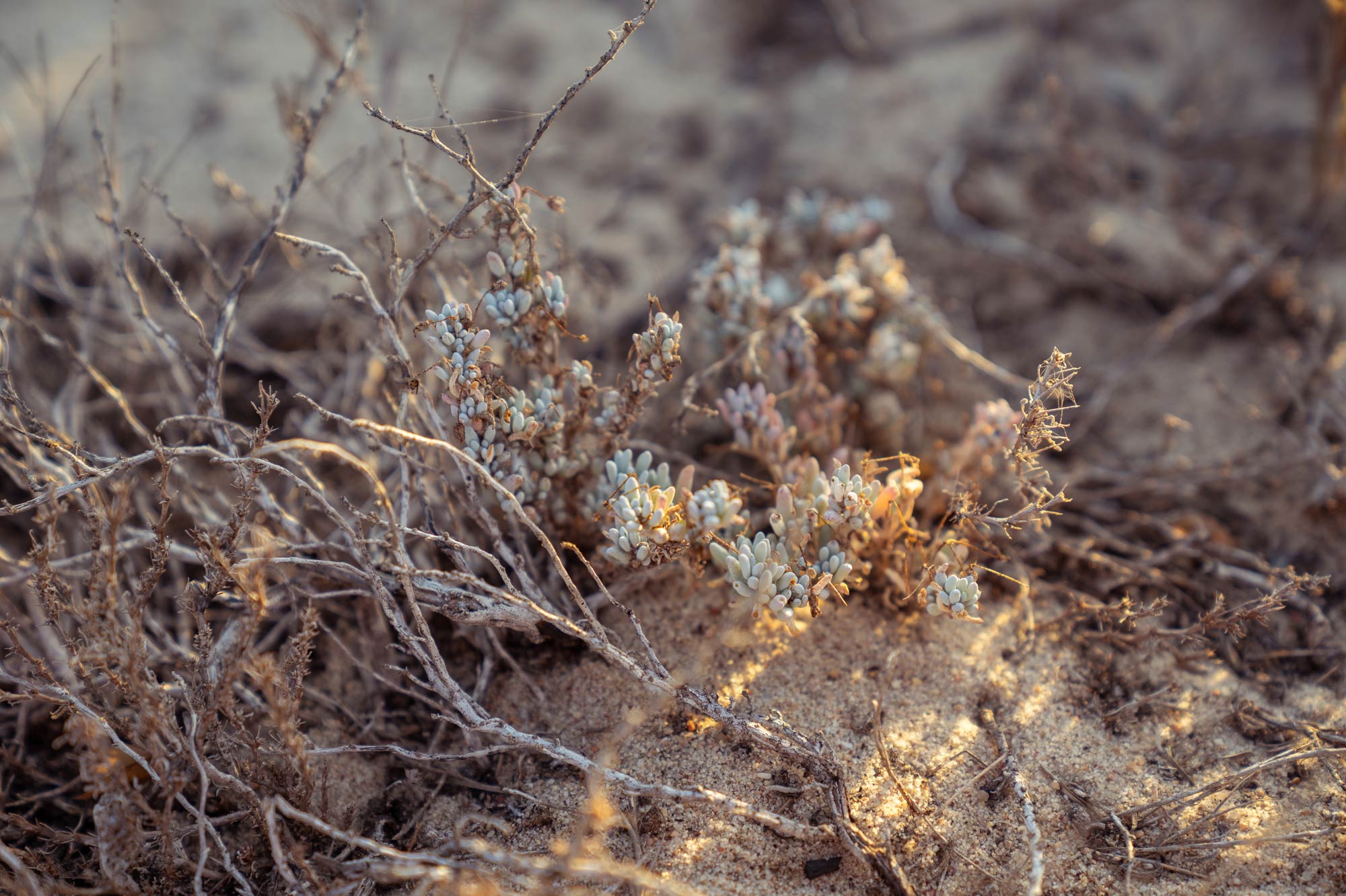 Beautiful succulents of the Succulent Karoo Image Copyright Soonafternoon