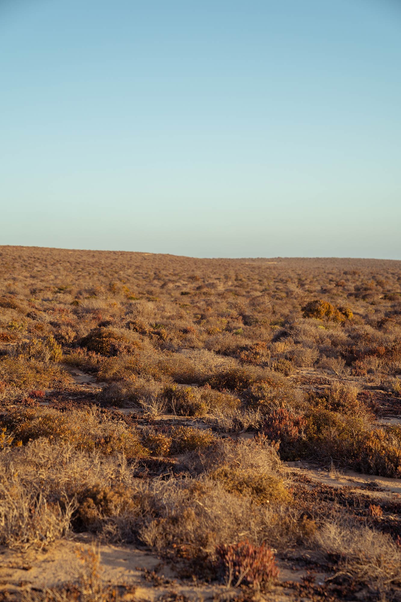 Semi desert eco region of the Nama Karoo Image Copyright Soonafternoon