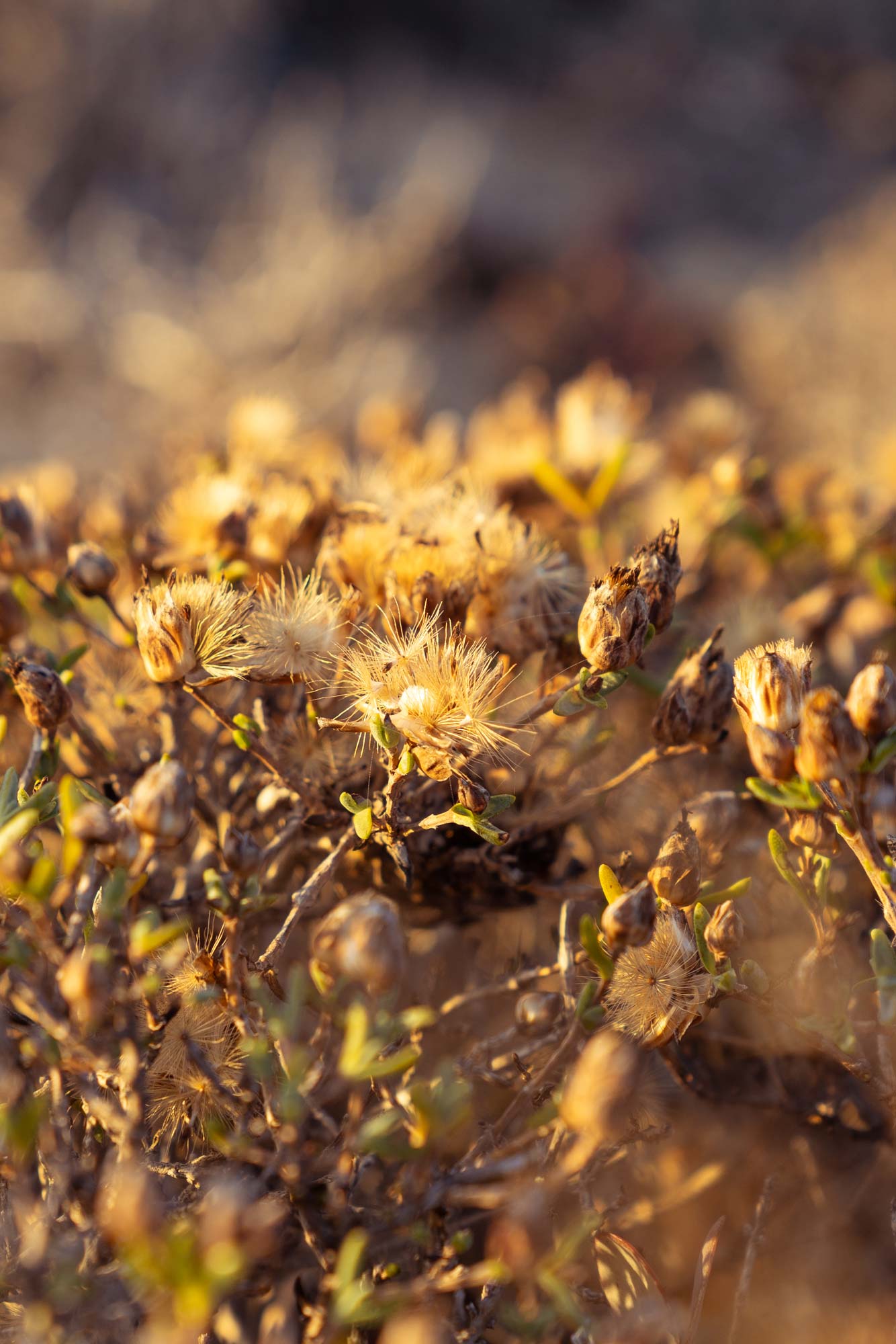 Wonderful flora of the Namaqua National Park Image Copyright Soonafternoon