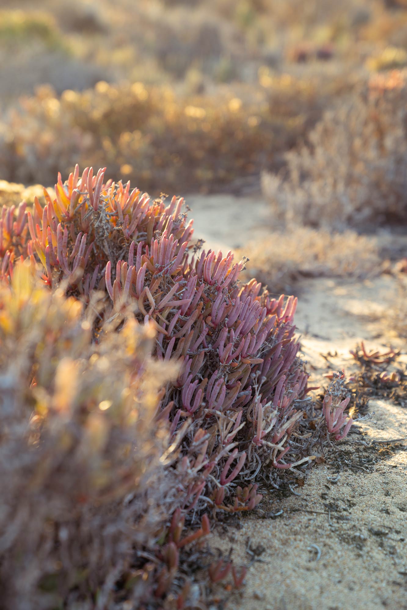 Weird and wonderful flora of the Succulent Karoo Image Copyright Soonafternoon