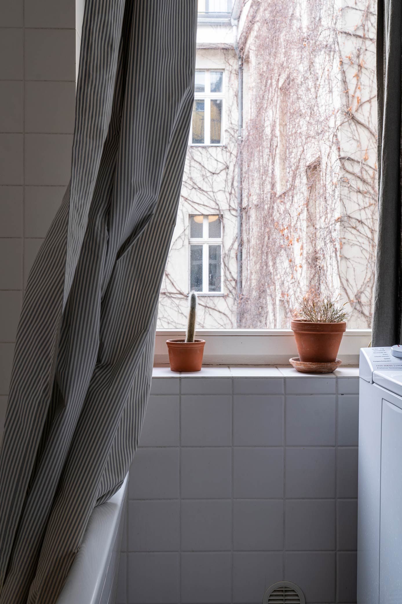 Cacti in a windowsill