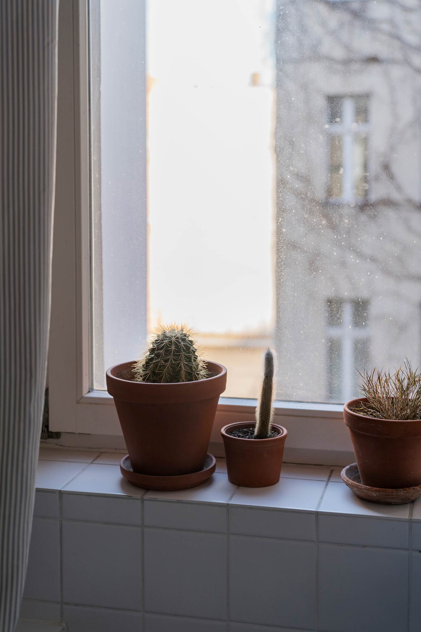 Cacti in a windowsill